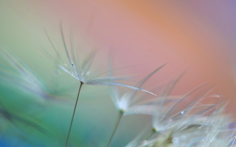Dandelion Seed Head — Green, Serene, Sunset, Photograph, Stem