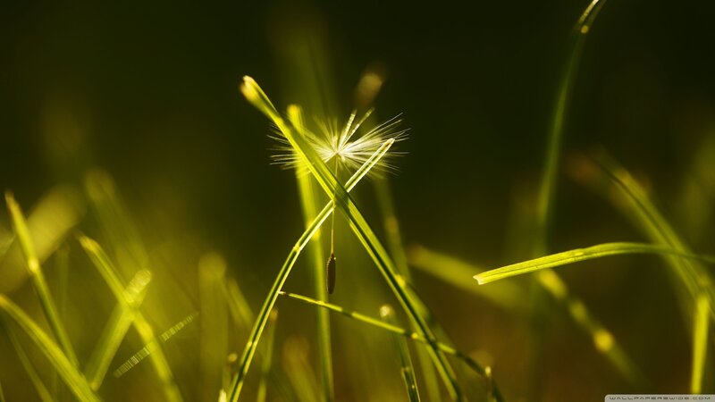 Dandelion Seed Head — Green, Serene, Sunset, Photograph