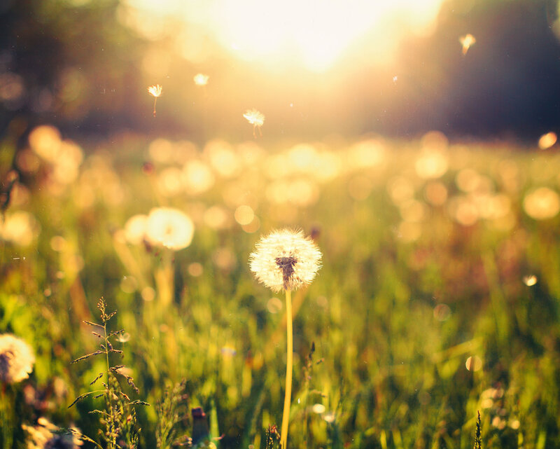Dandelion Seed Head — Green, Serene, Sunset