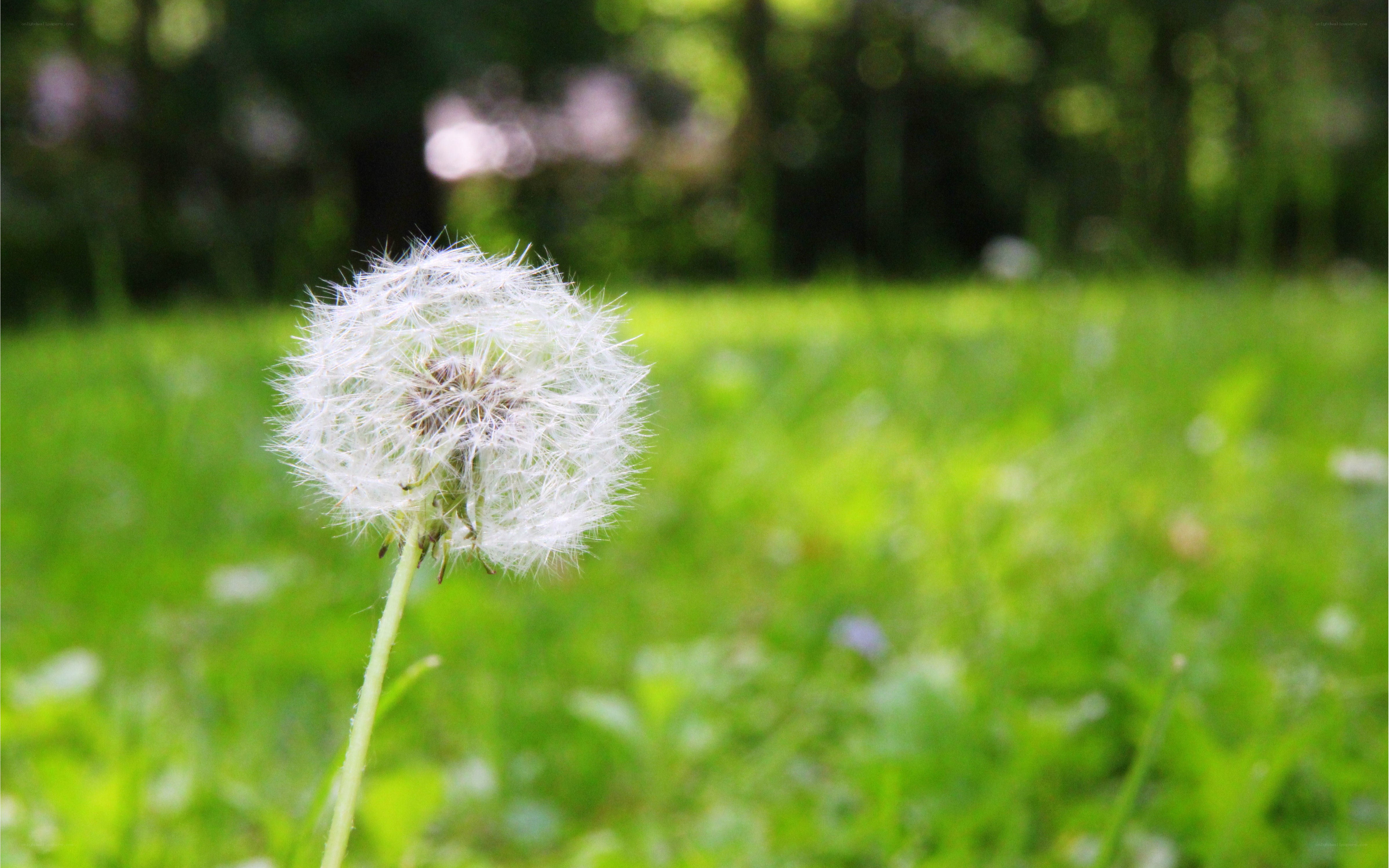 Dandelion seed head in a field