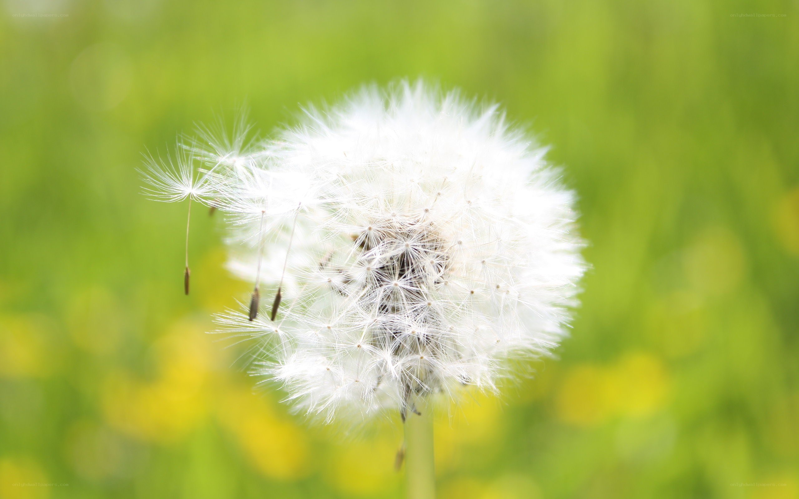 Dandelion seed head in a field