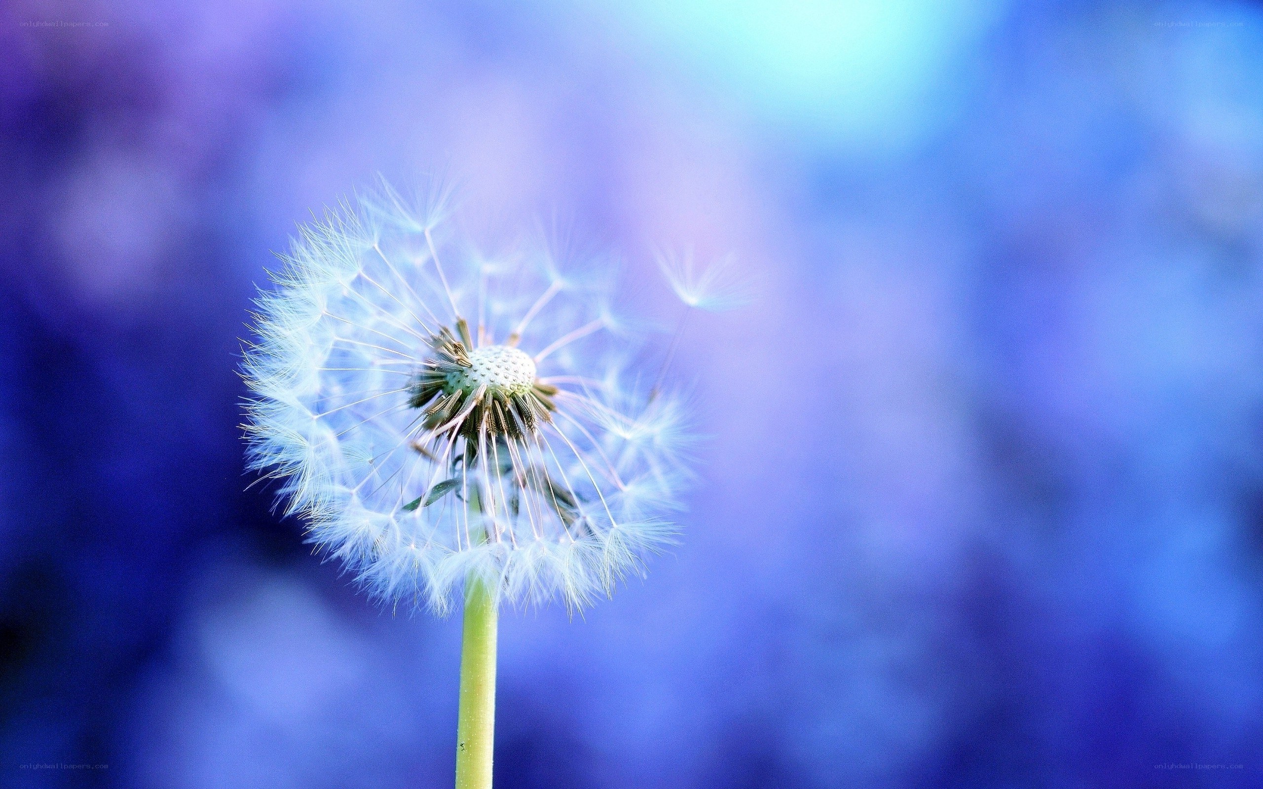 Dandelion seed head in blue light