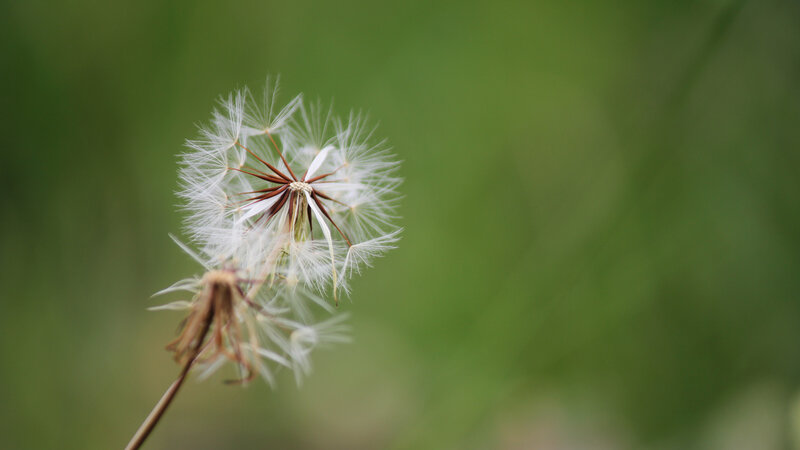 Dandelion seed head in breeze