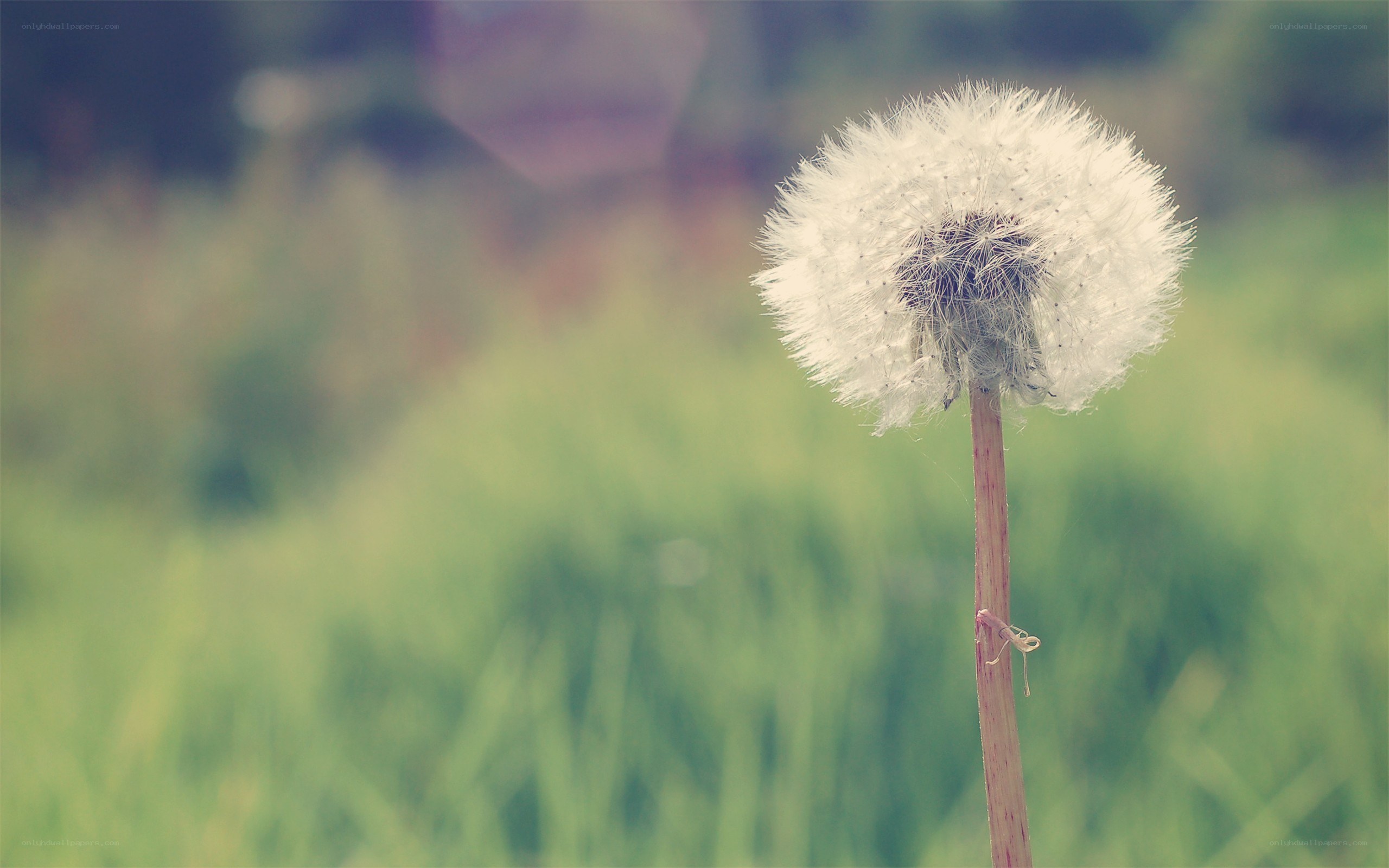 Dandelion seed head in field