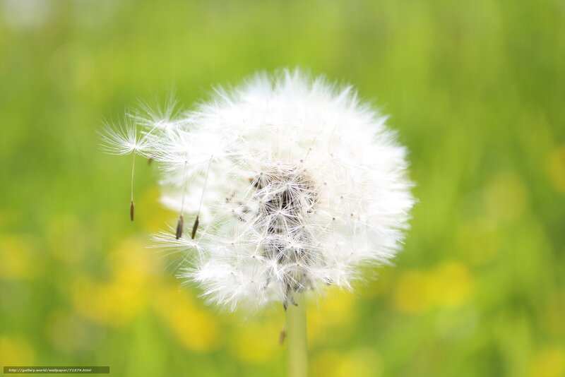 Dandelion seed head in field