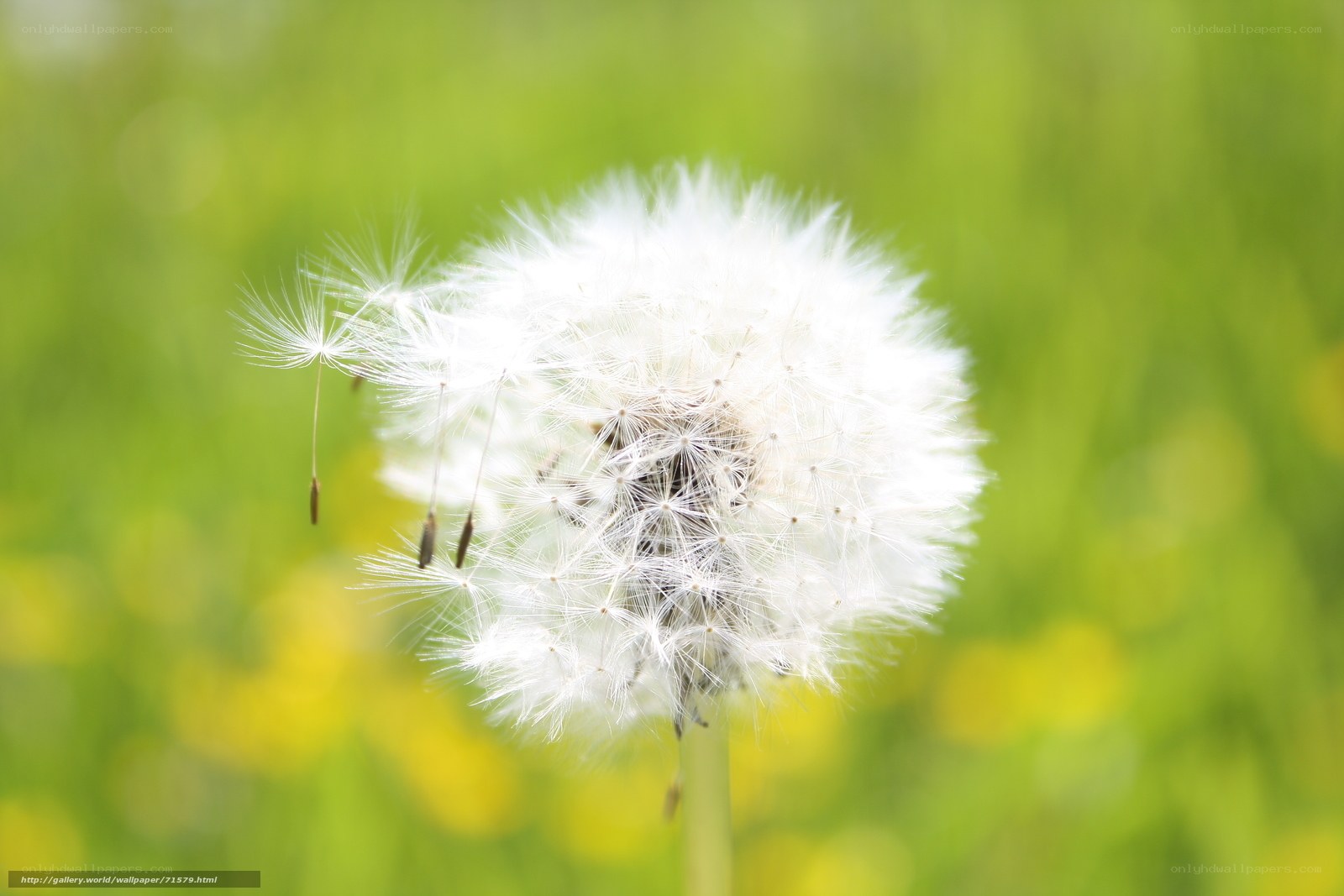 Dandelion seed head in field
