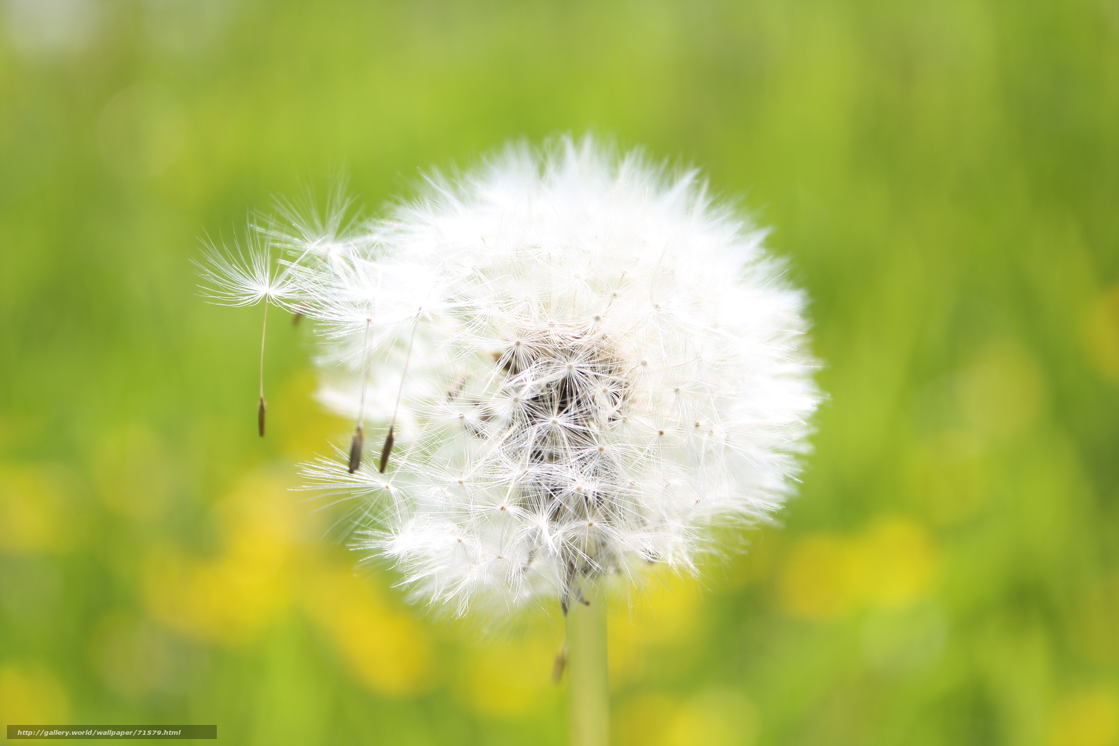 Dandelion seed head in field
