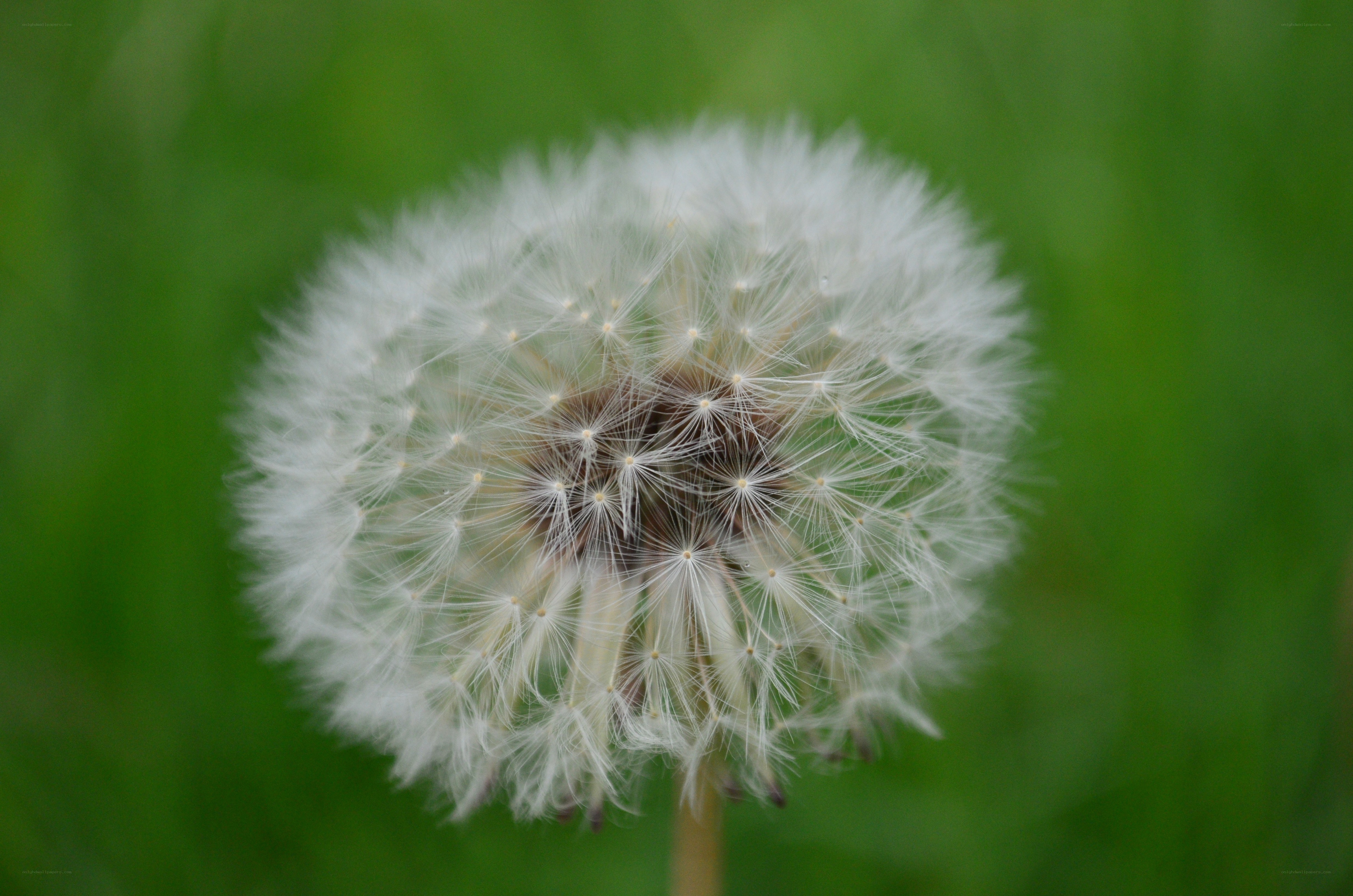 Dandelion seed head in focus