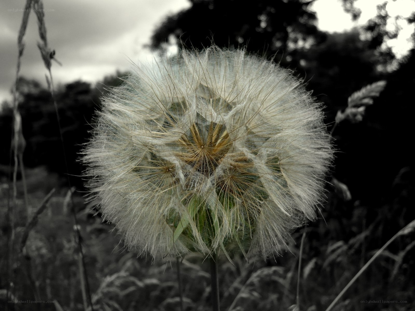 Dandelion seed head in focus