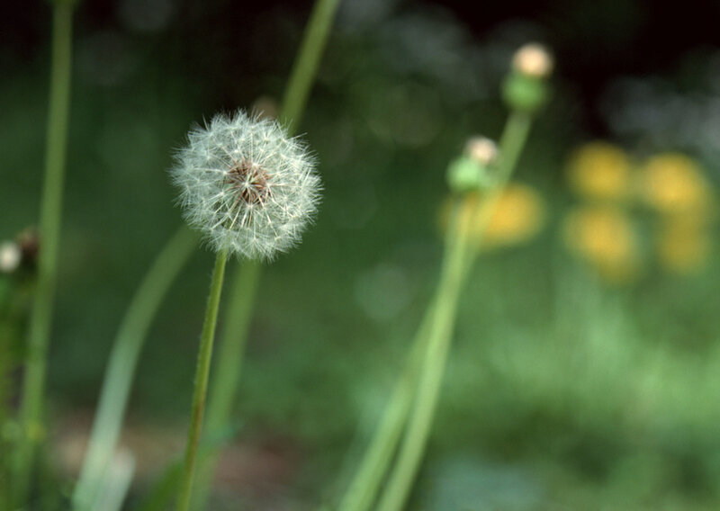Dandelion seed head in focus