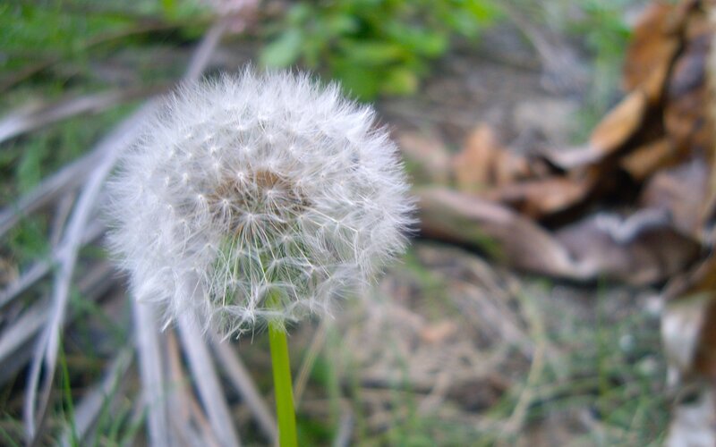 Dandelion seed head in focus