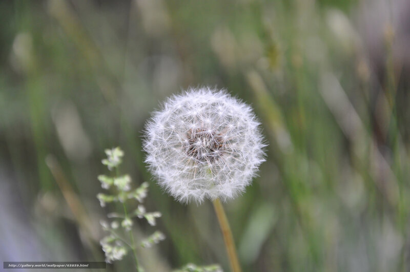Dandelion seed head in focus