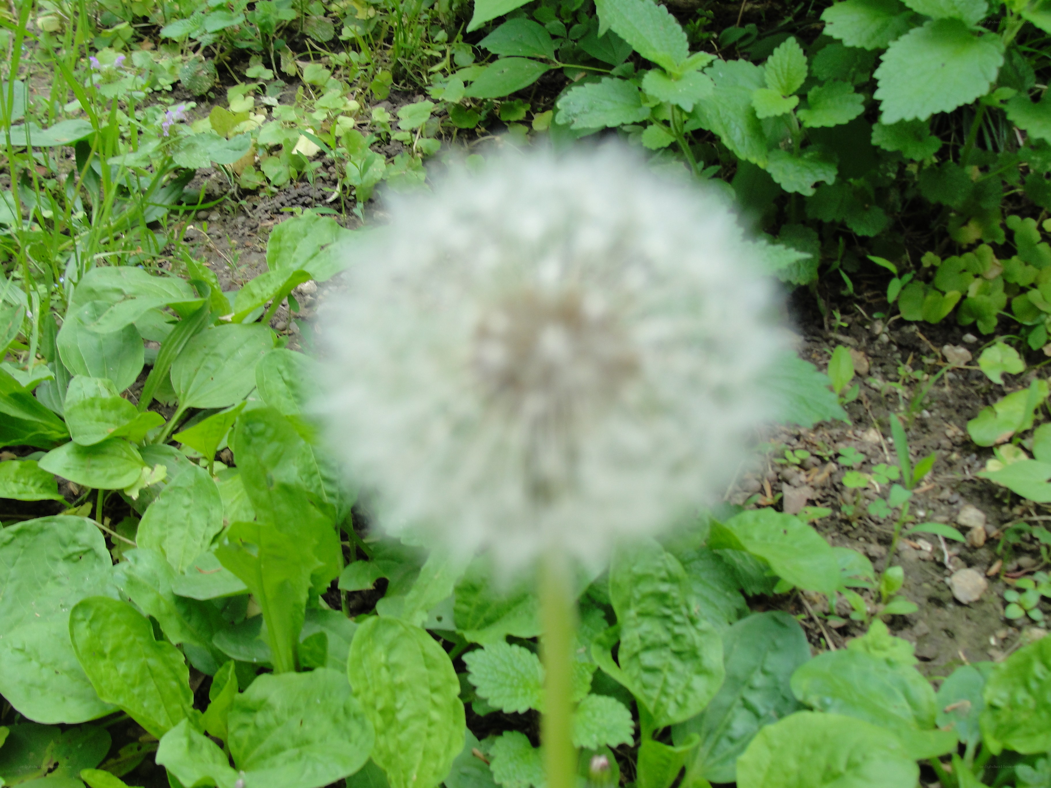 Dandelion seed head in garden