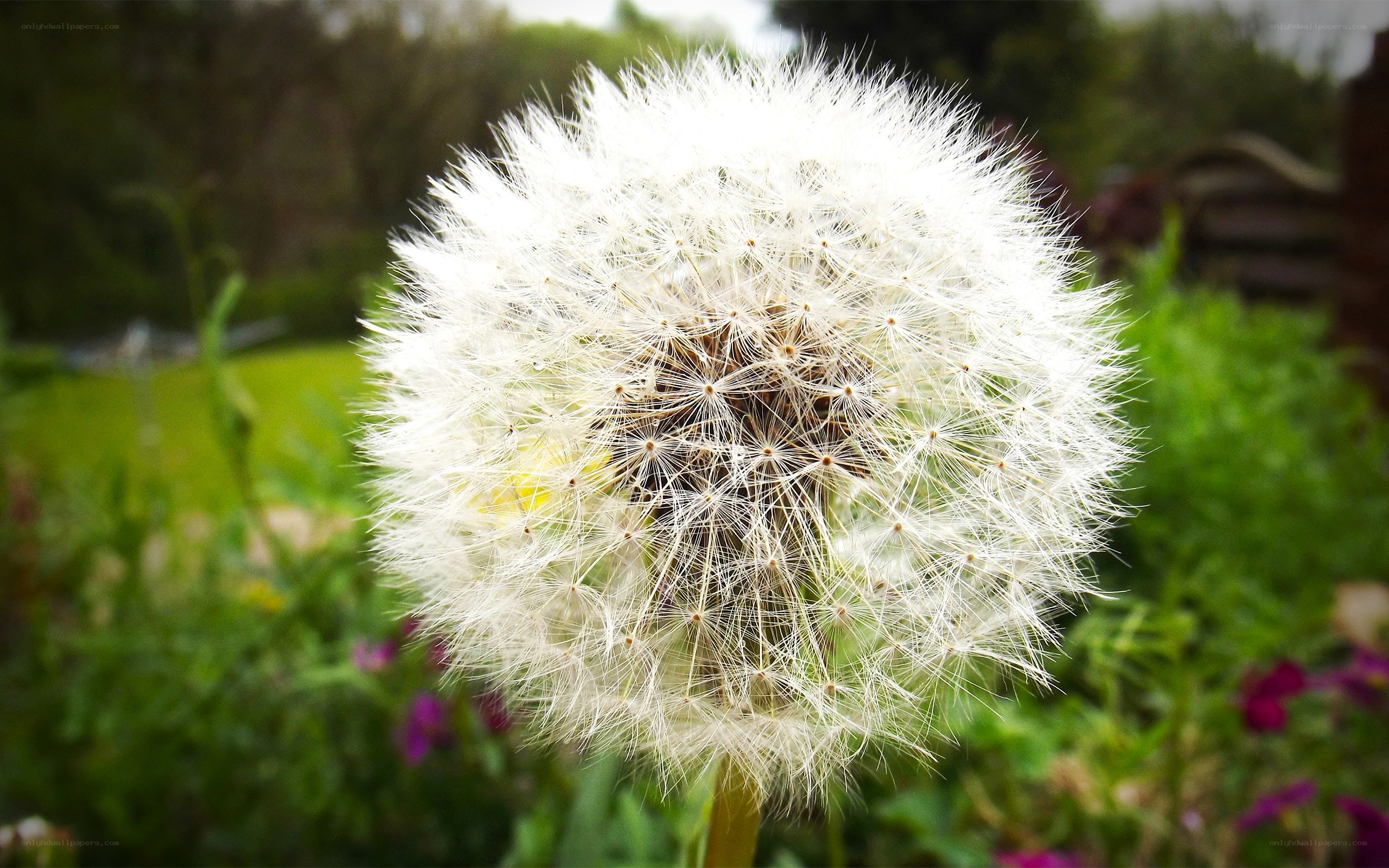 Dandelion seed head in garden
