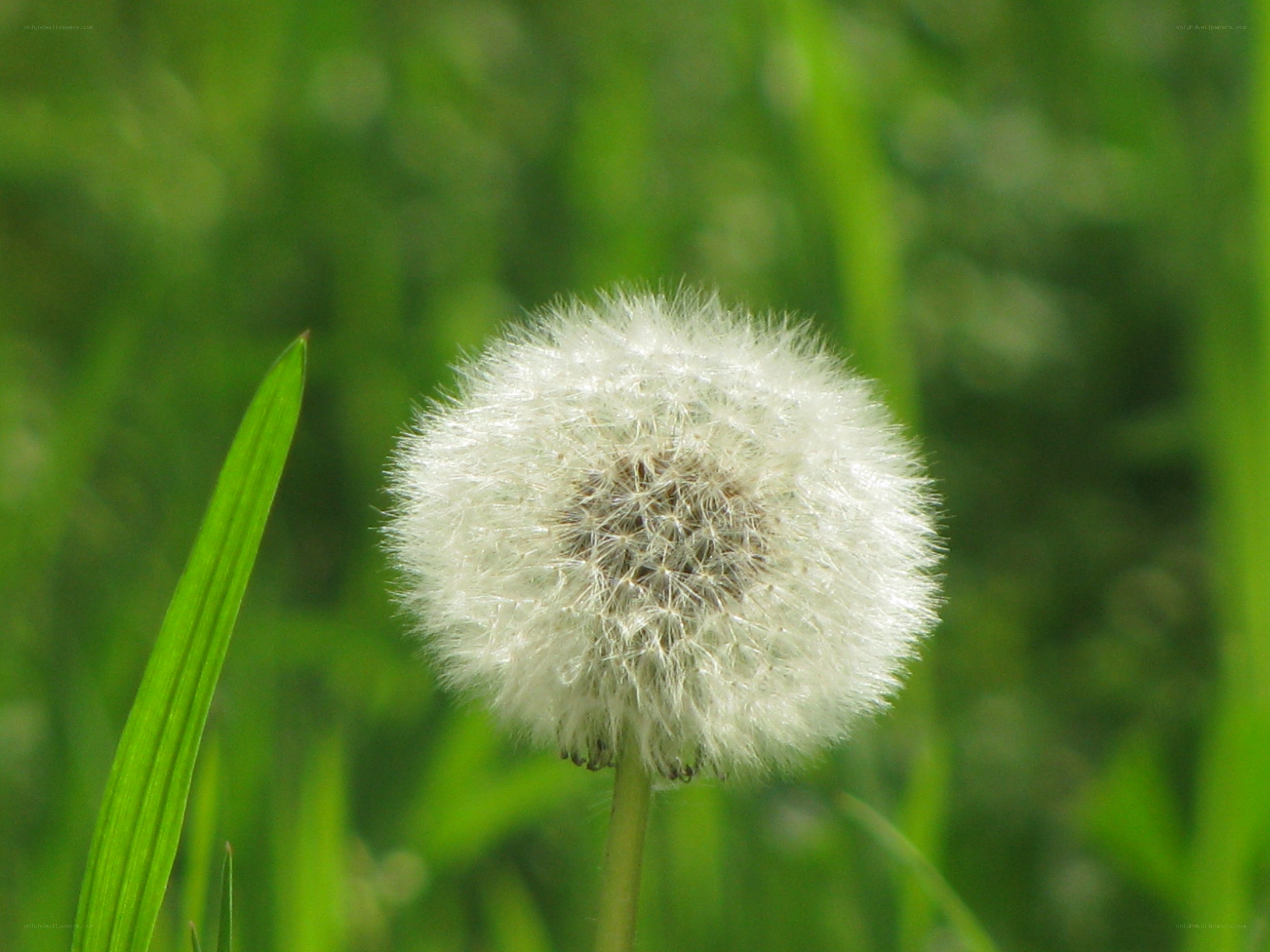 Dandelion seed head in grass