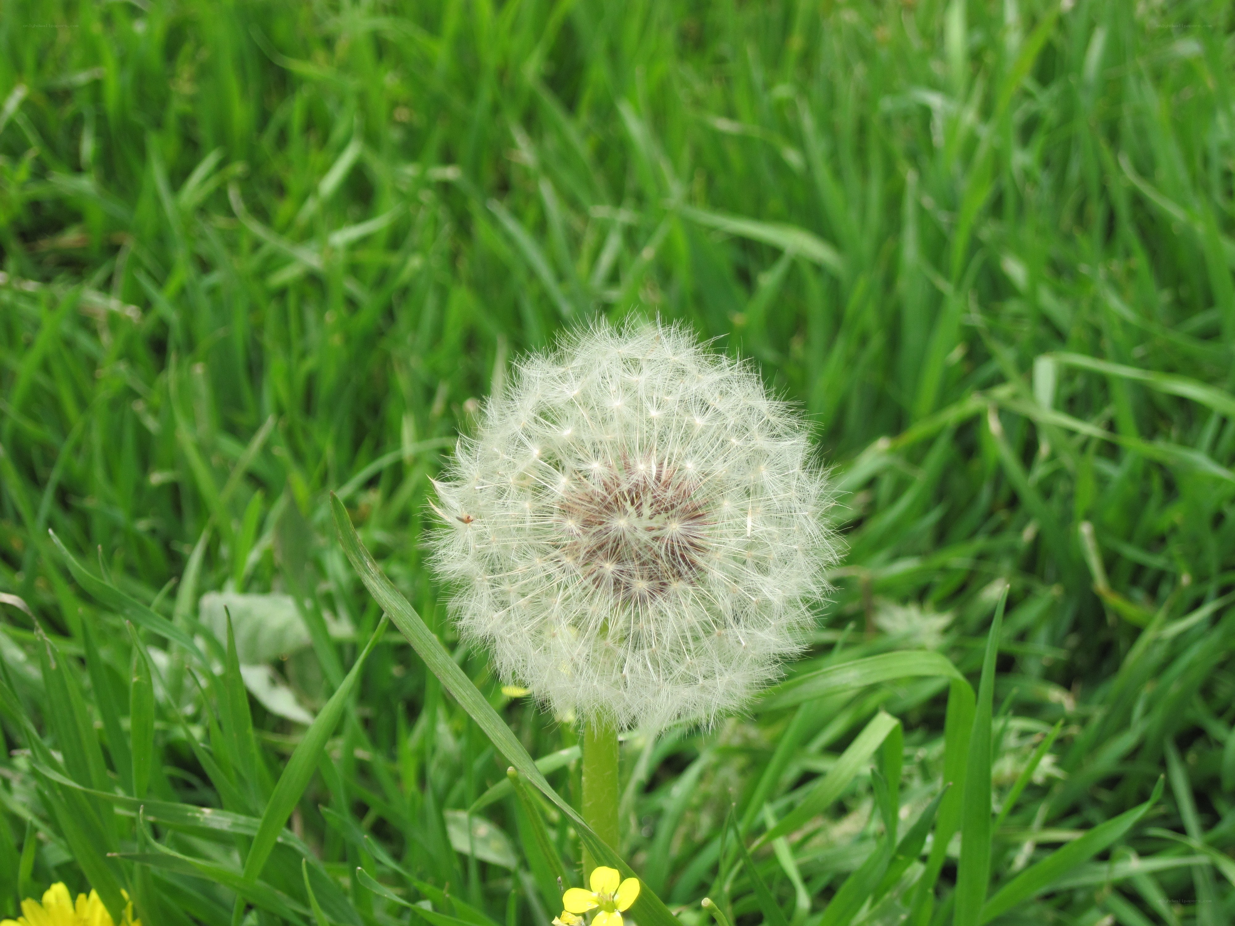 Dandelion seed head in grass