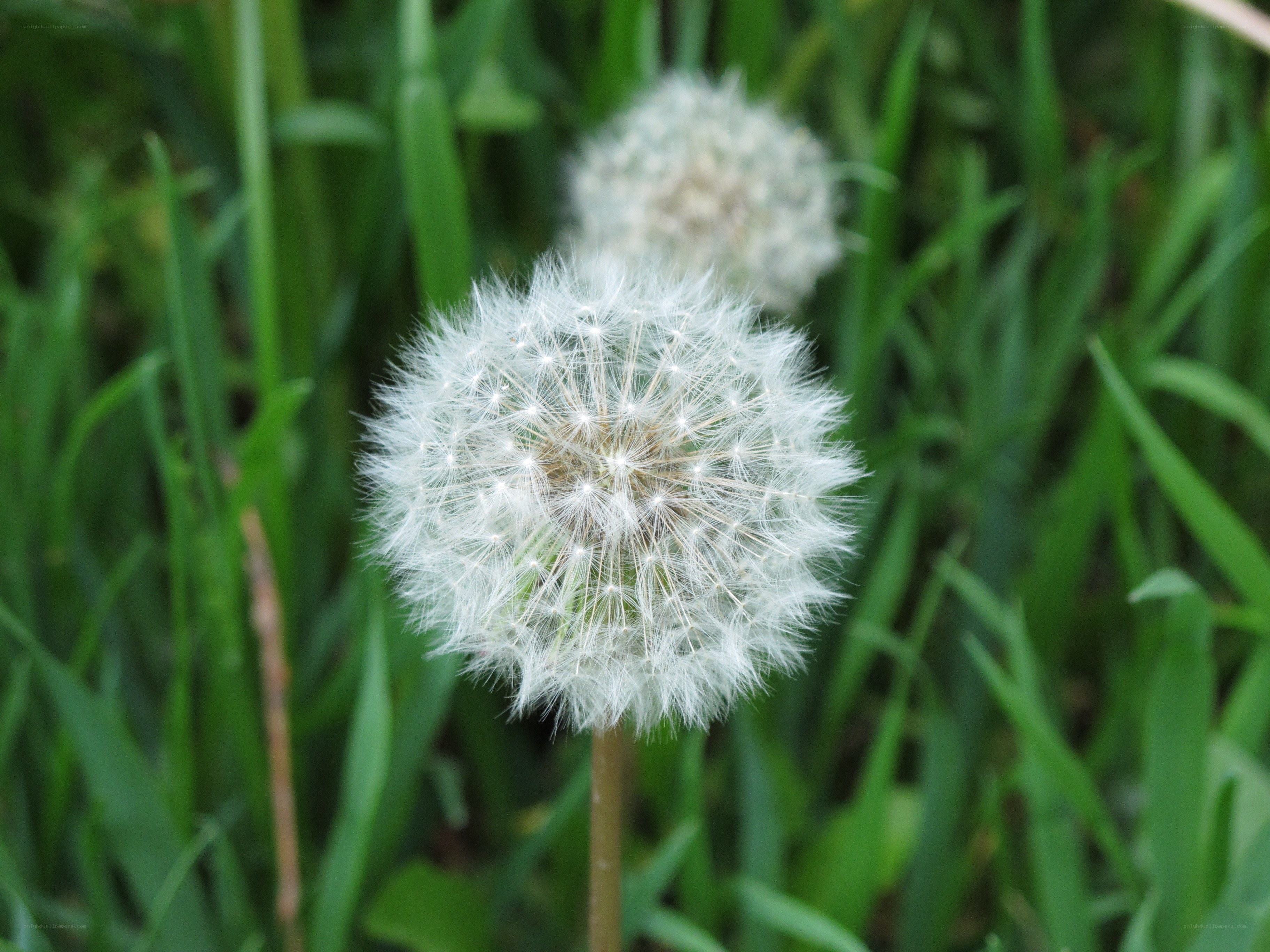 Dandelion seed head in grass