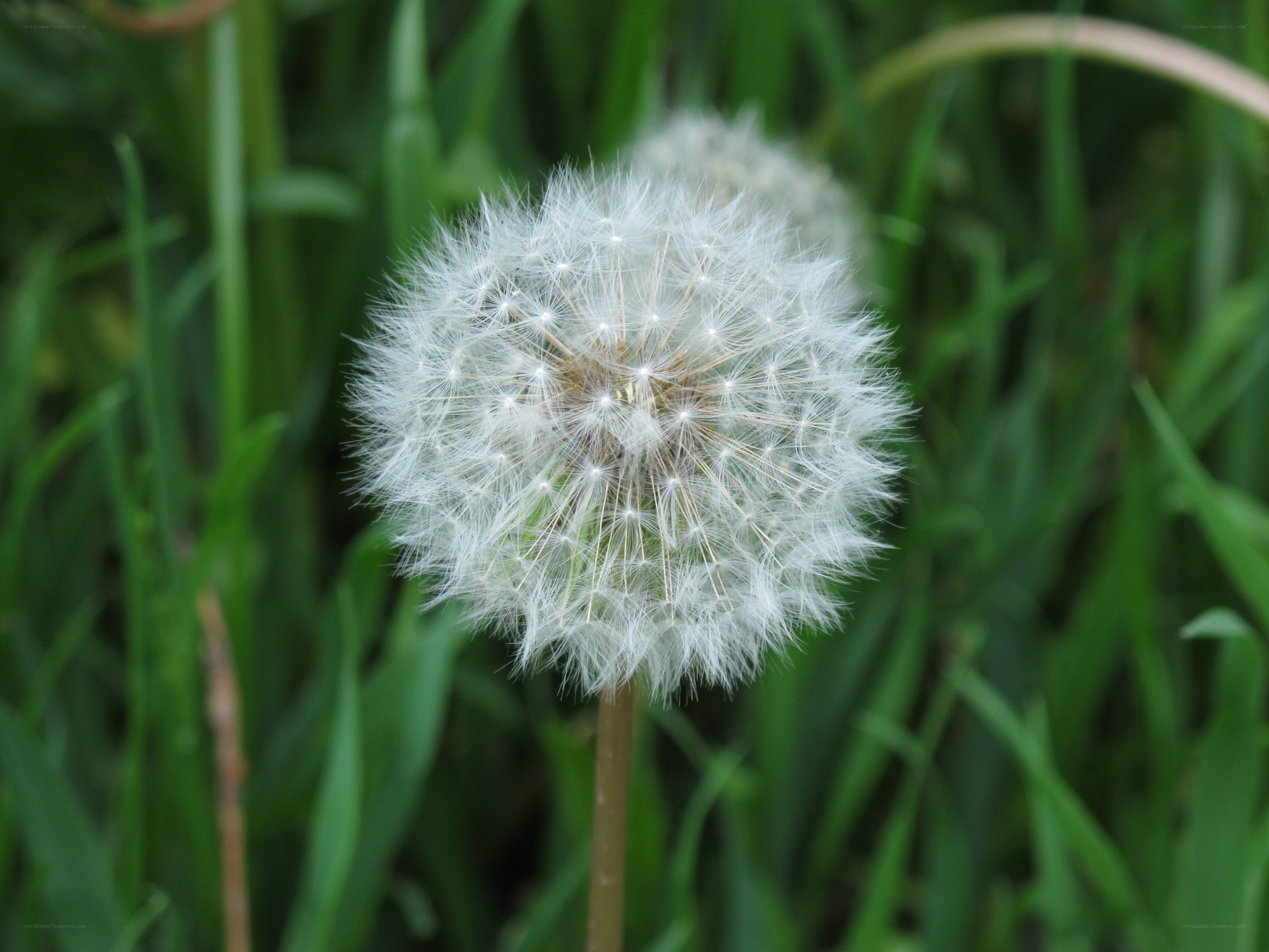 Dandelion seed head in grass