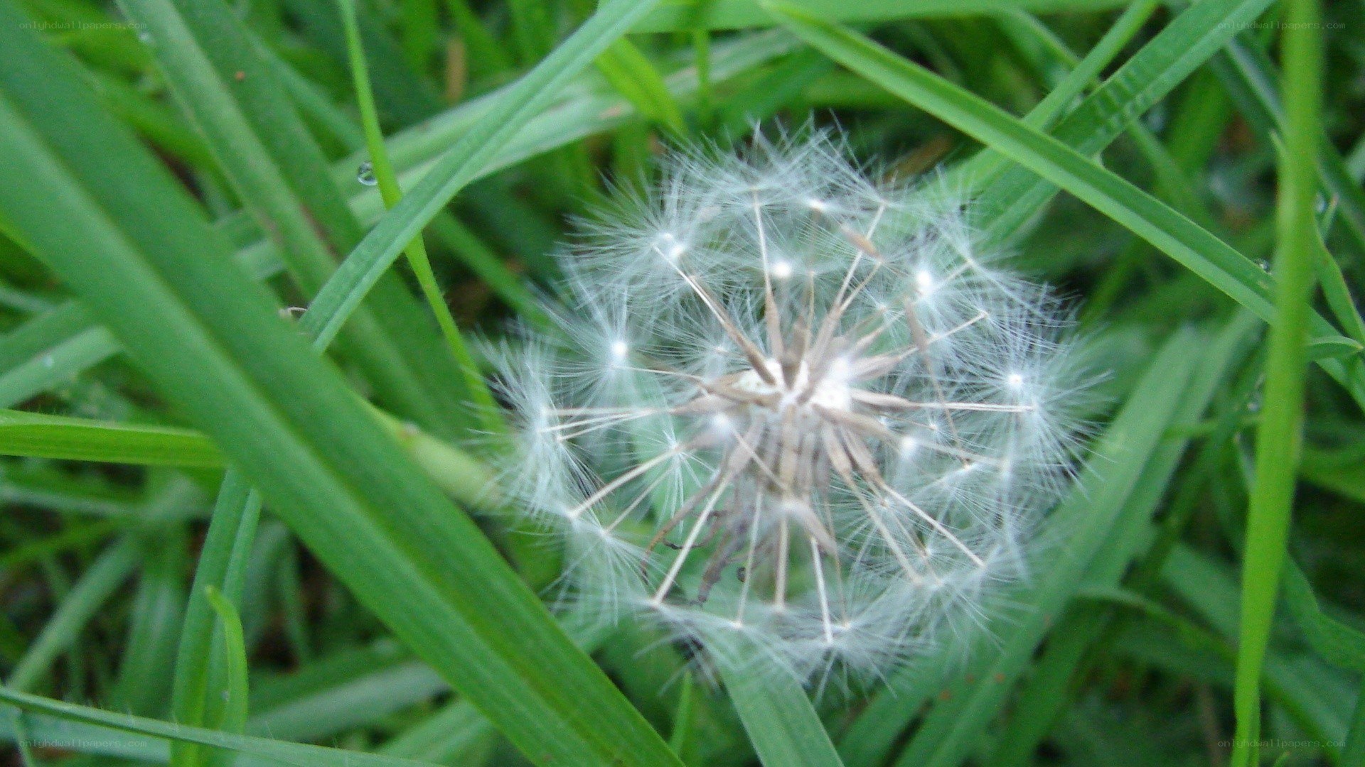 Dandelion seed head in grass