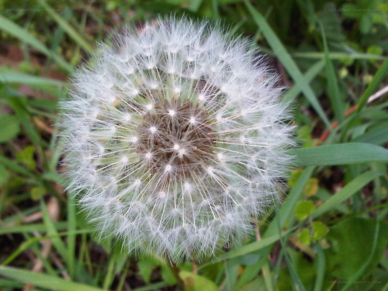 Dandelion seed head in grass