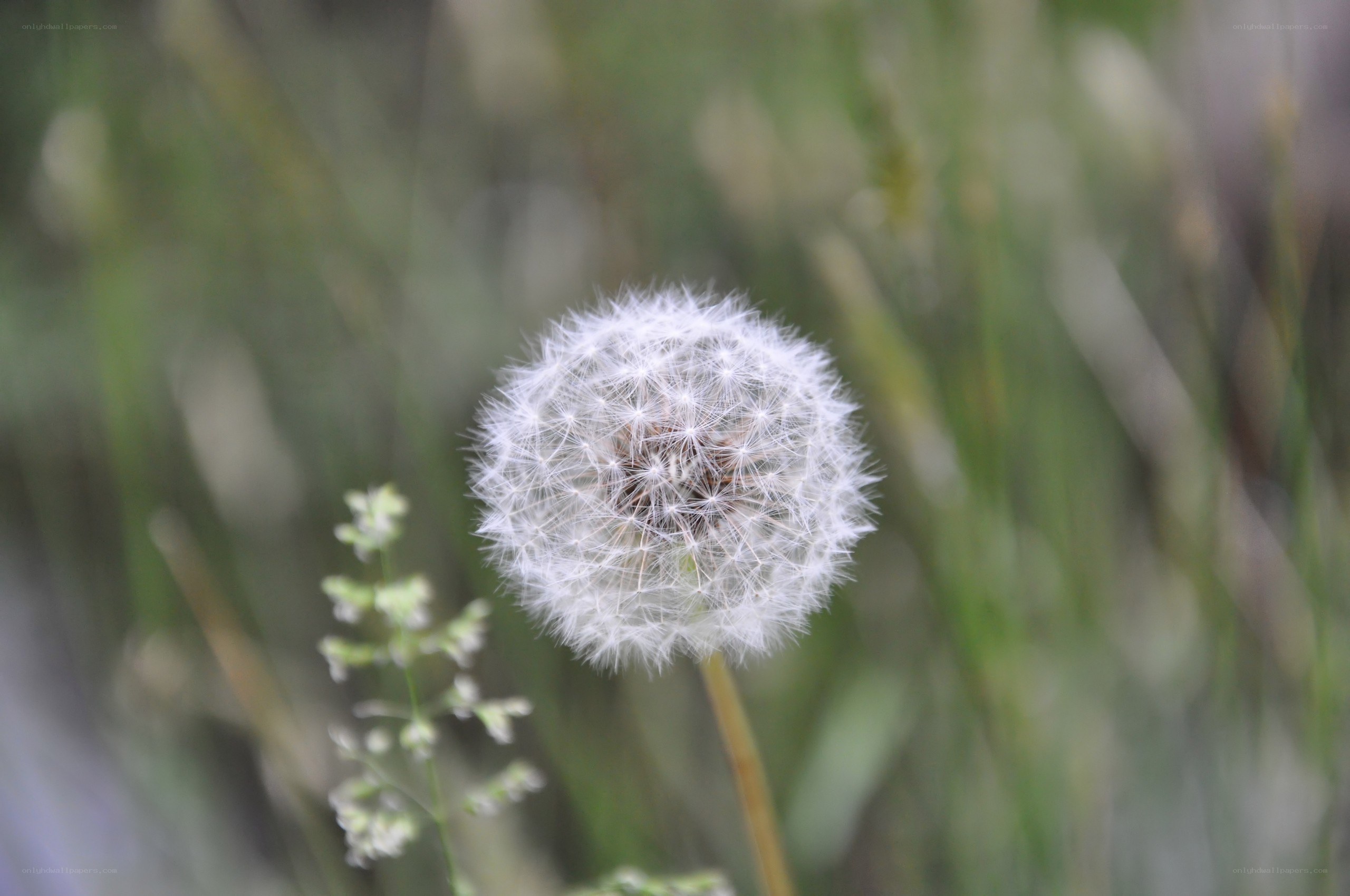 Dandelion seed head in grass