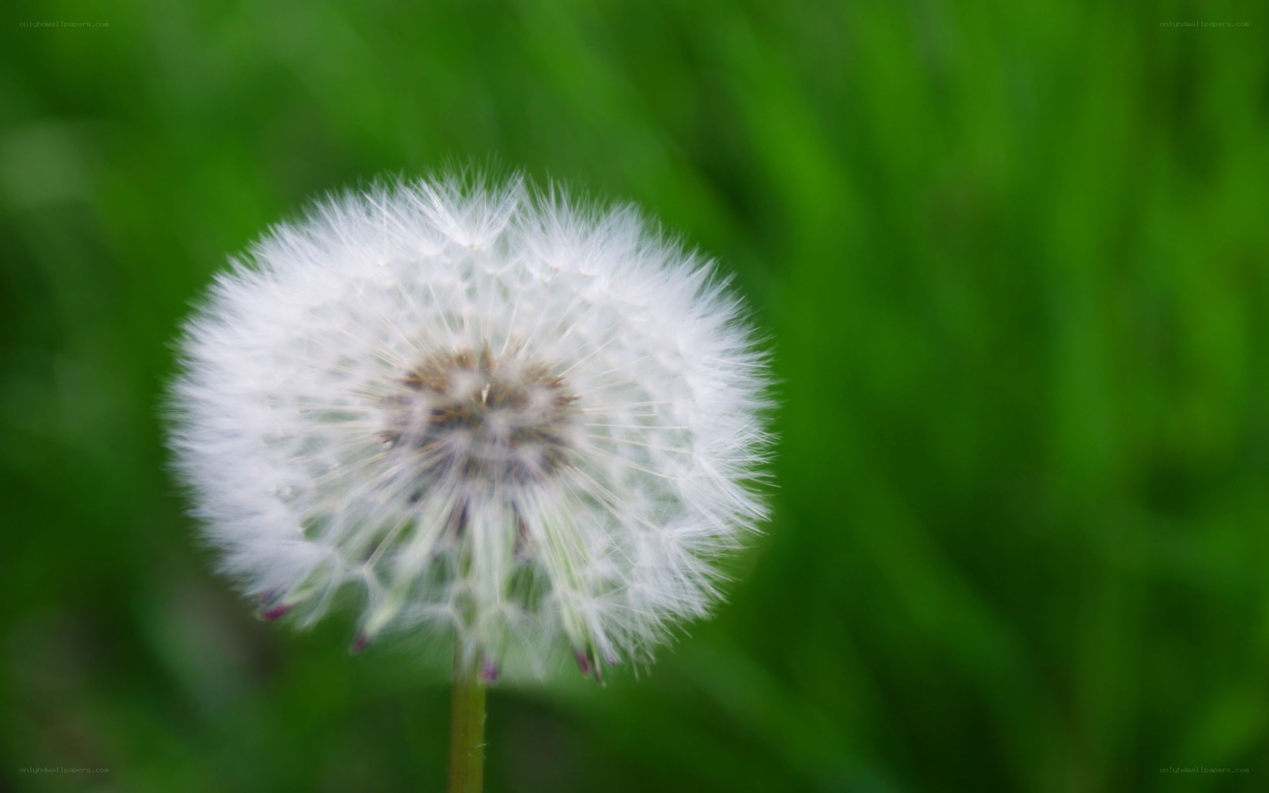 Dandelion seed head in grass