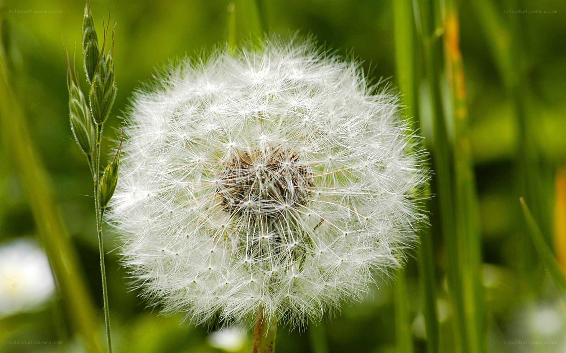 Dandelion seed head in grass
