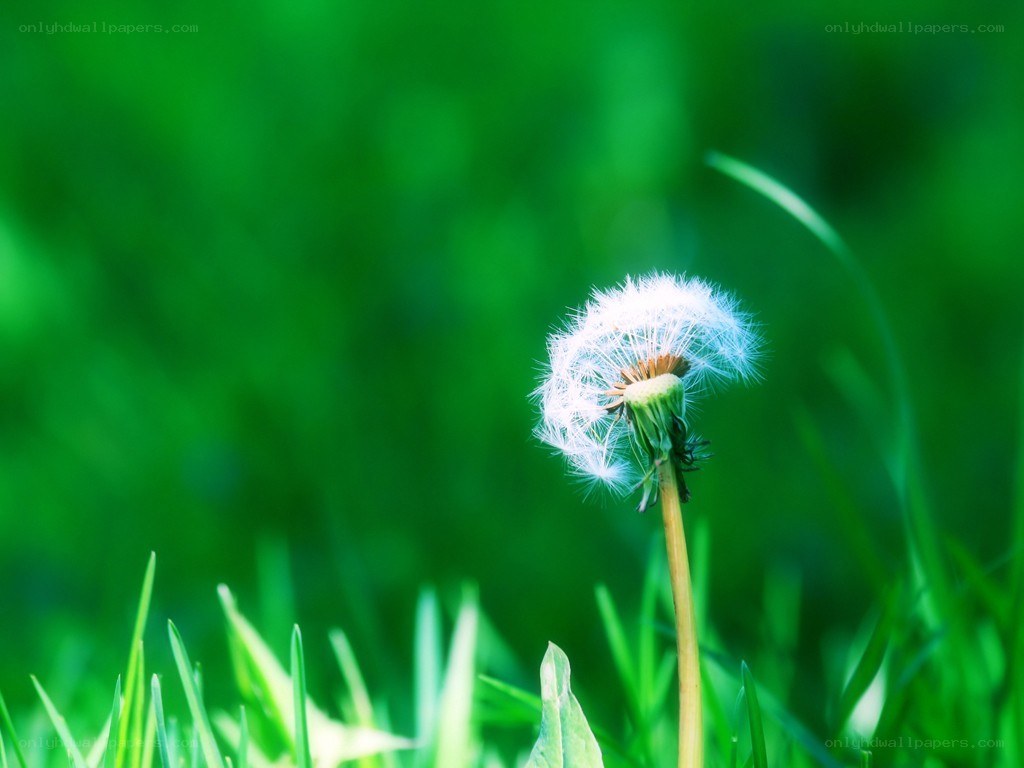 Dandelion seed head in grass
