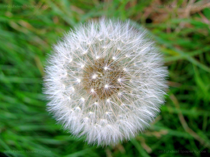 Dandelion seed head in grass