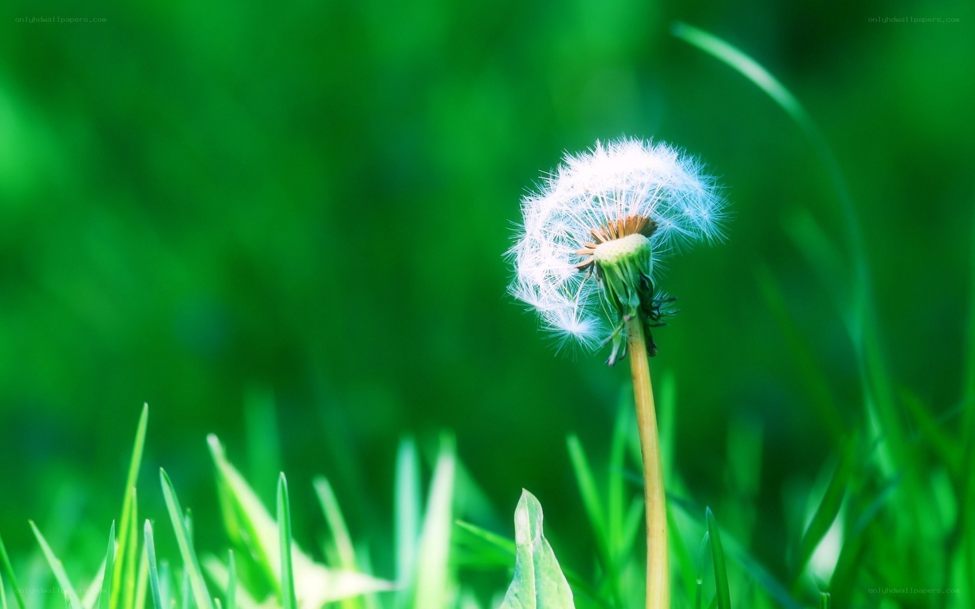 Dandelion seed head in grass