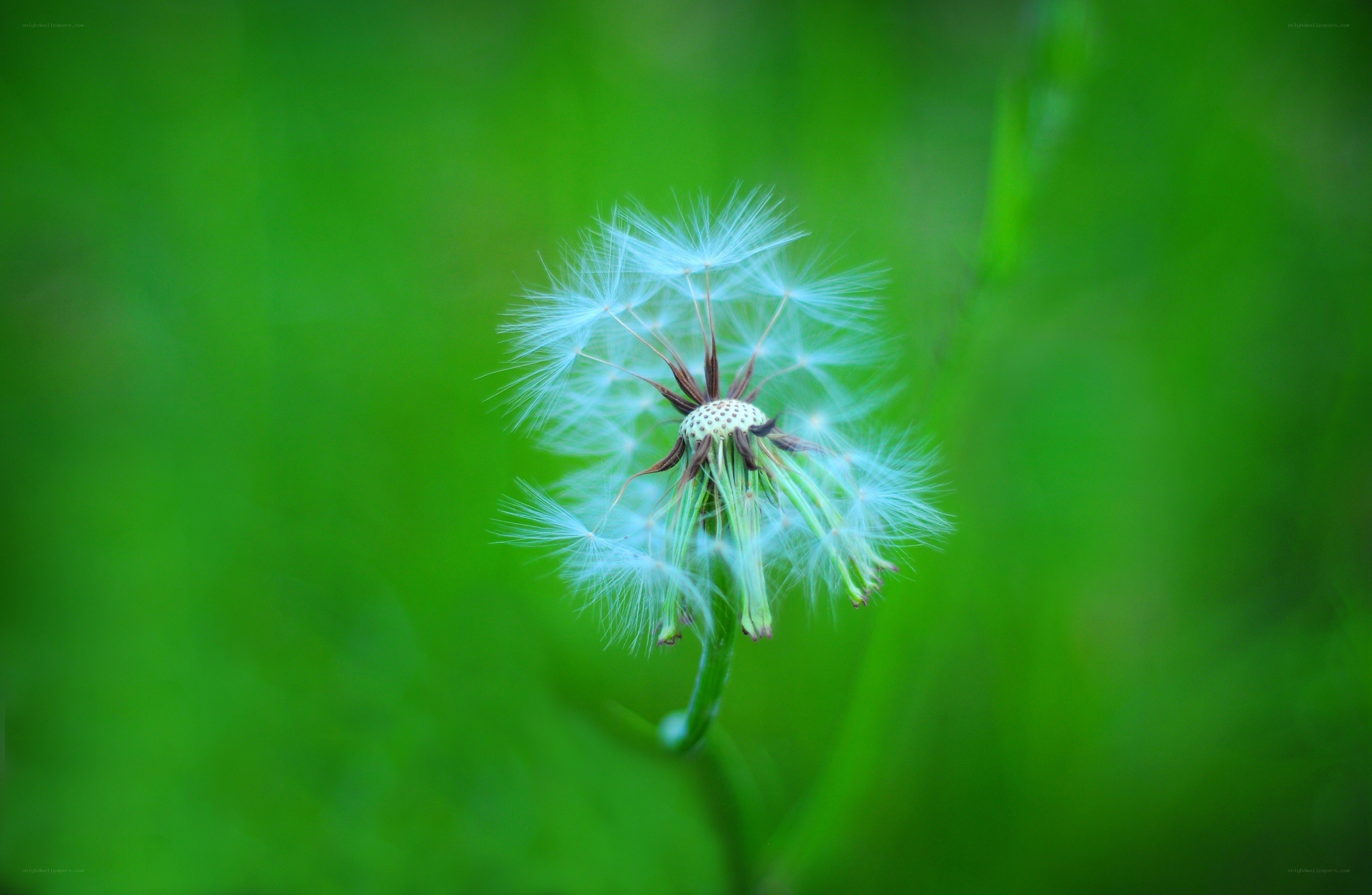 Dandelion seed head in green