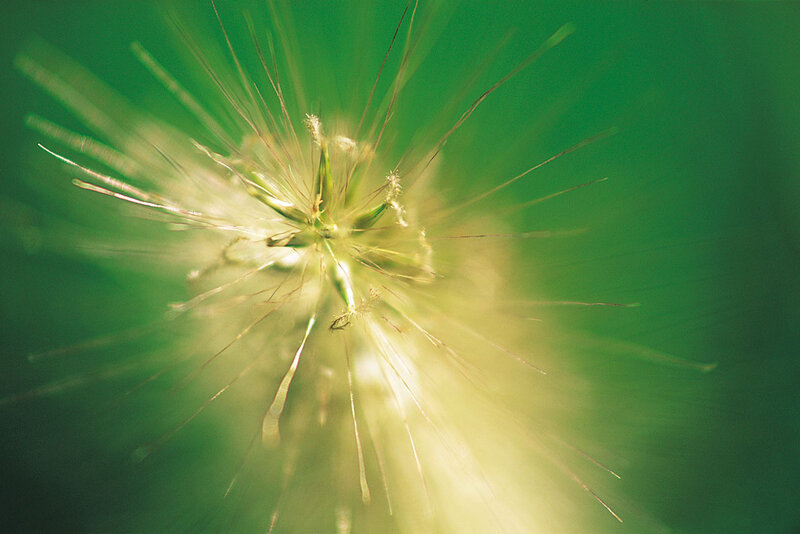 dandelion seed head in motion