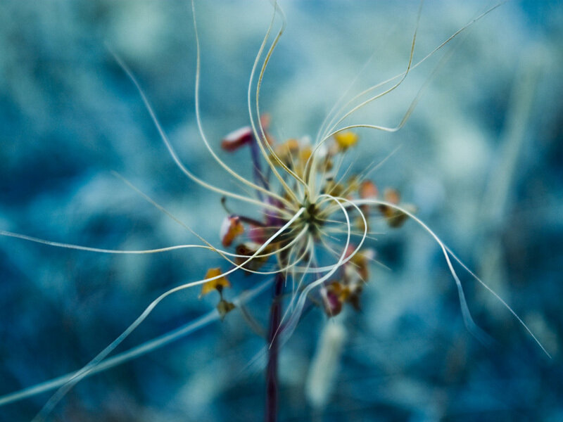 Dandelion seed head in motion