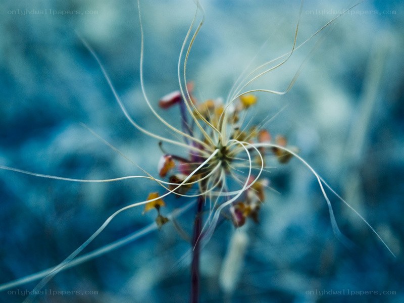 Dandelion seed head in motion