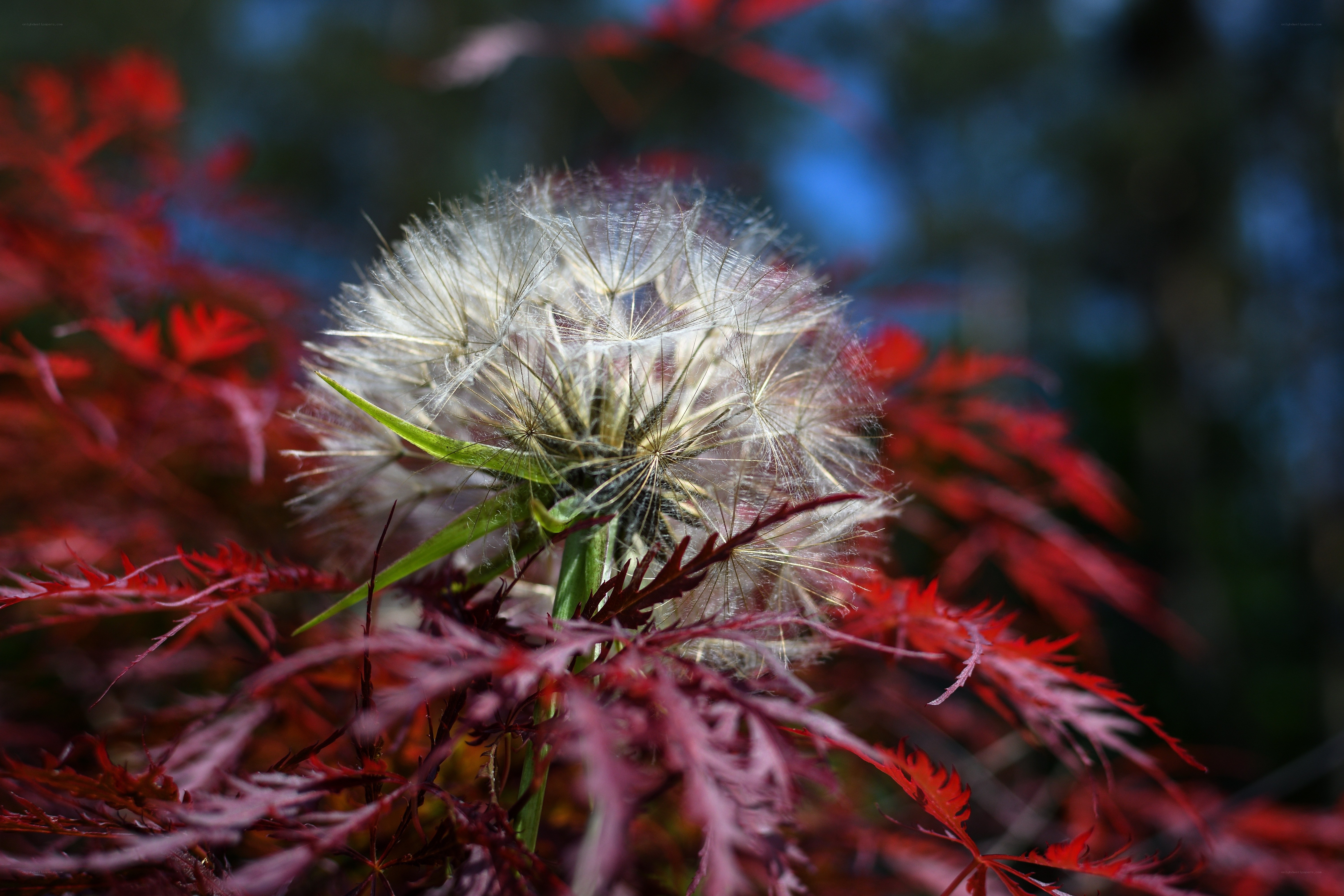 Dandelion seed head in red foliage