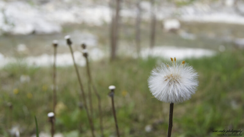 Dandelion seed head in spring