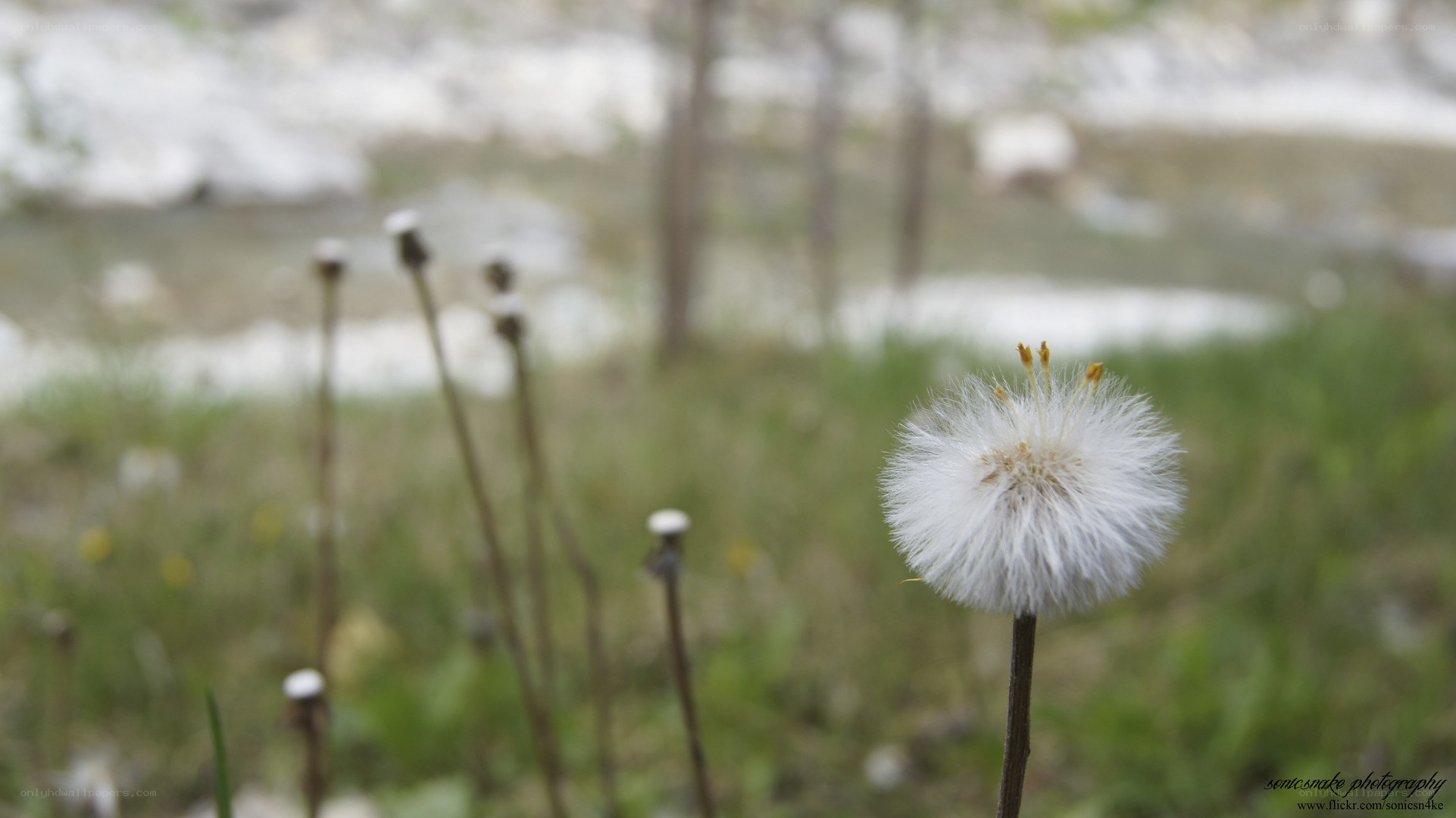 Dandelion seed head in spring