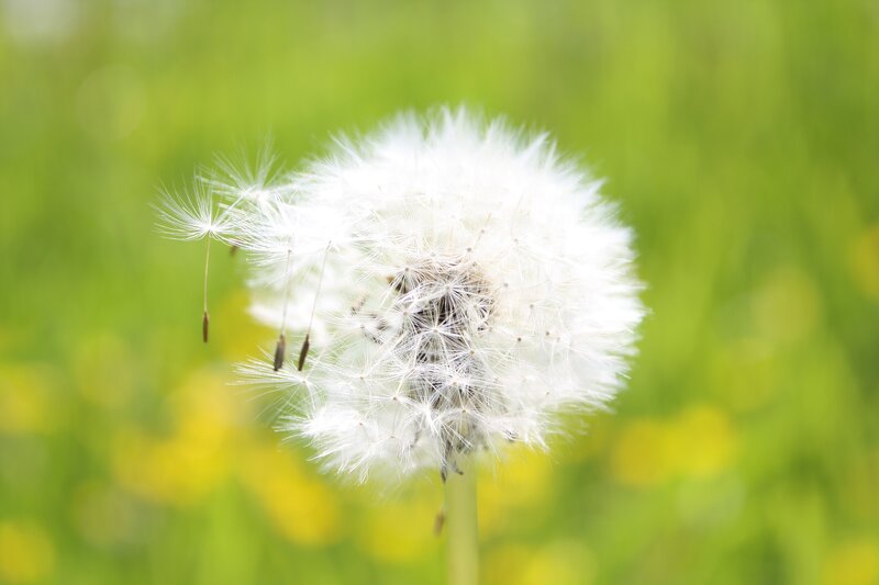 Dandelion seed head in spring