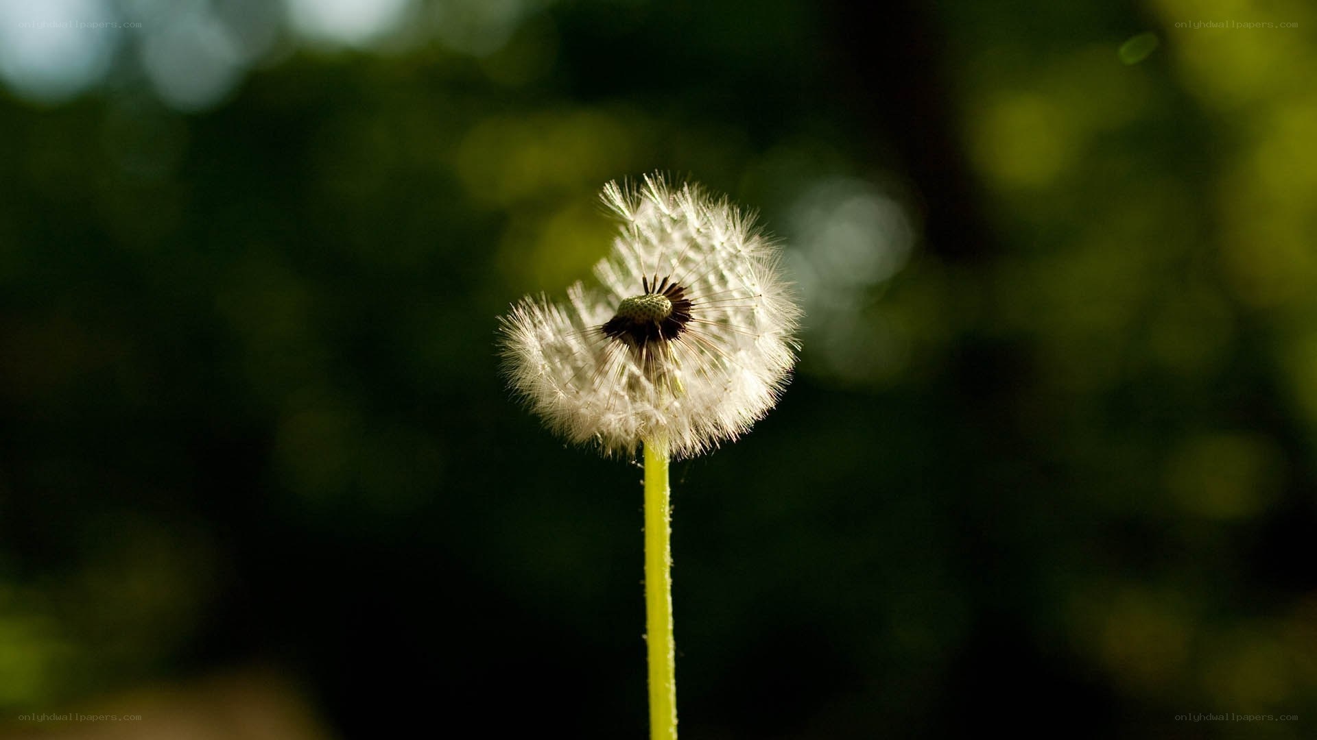Dandelion seed head in sunlight