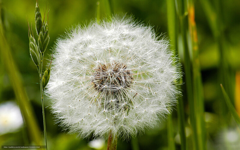 Dandelion seed head in sunlight