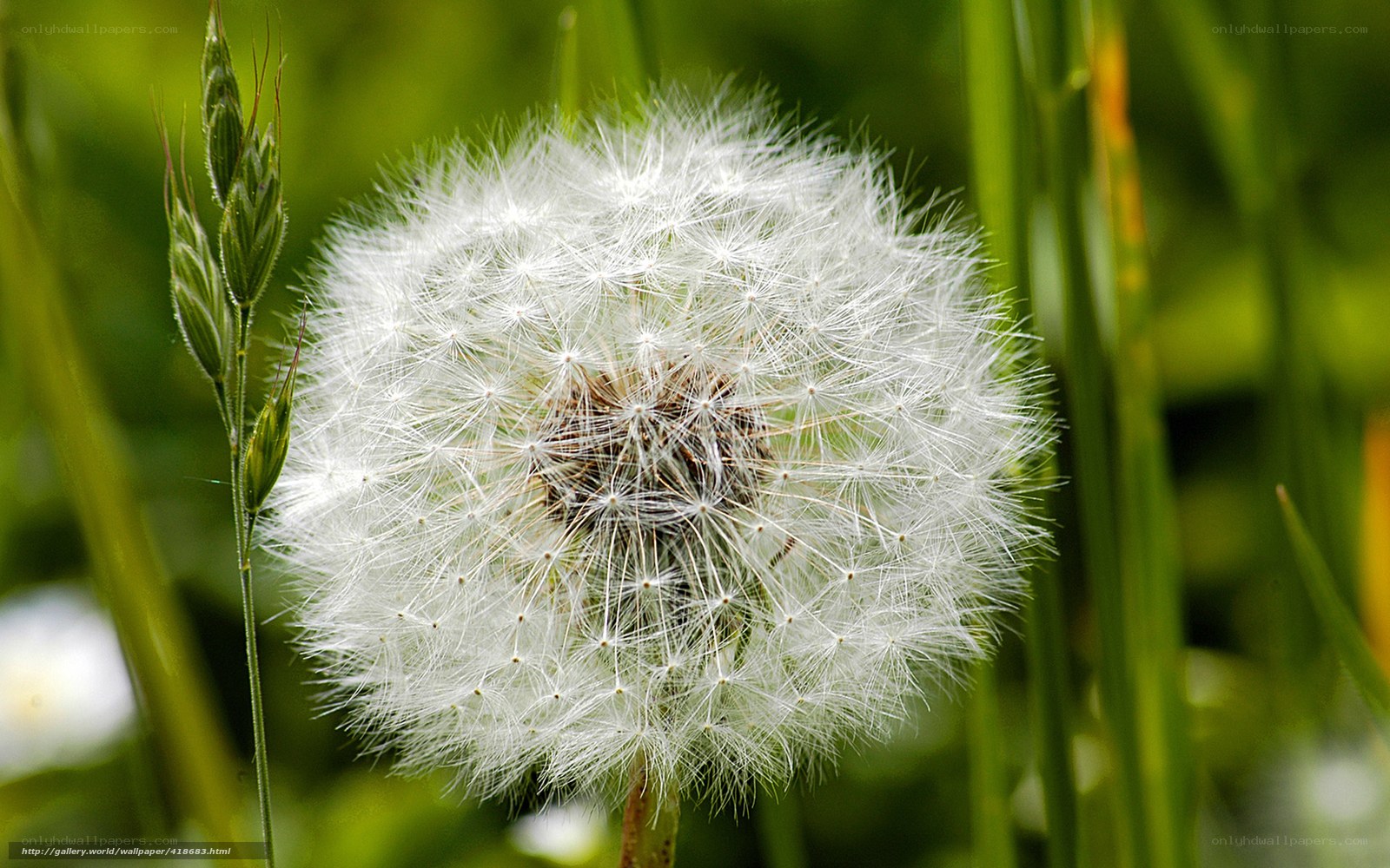Dandelion seed head in sunlight