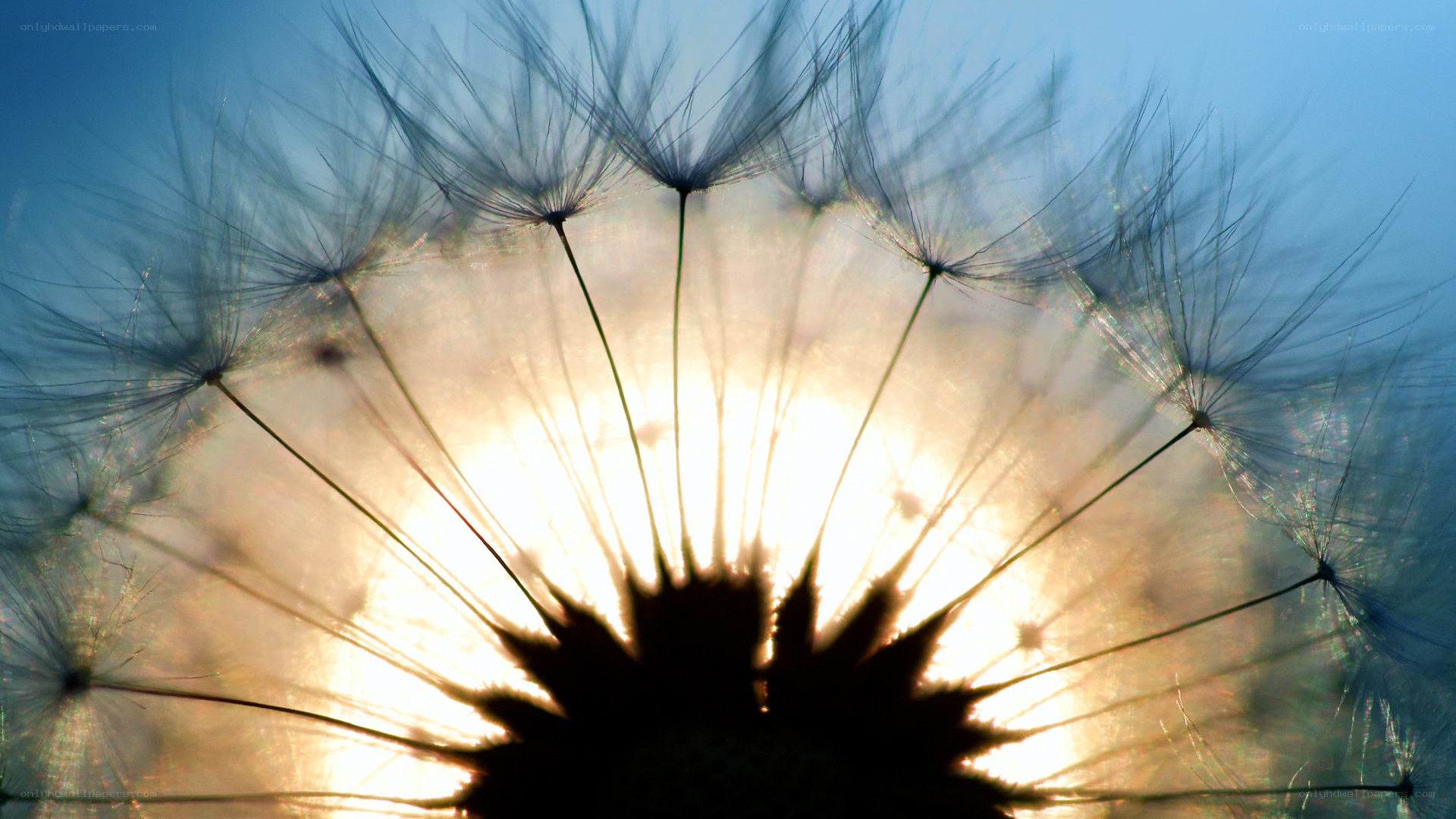 Dandelion seed head in sunlight