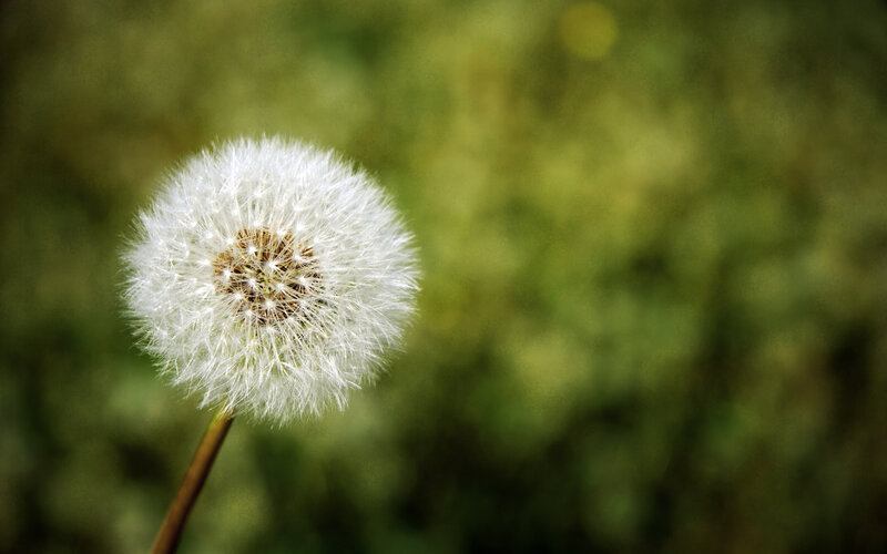 Dandelion seed head in sunlight