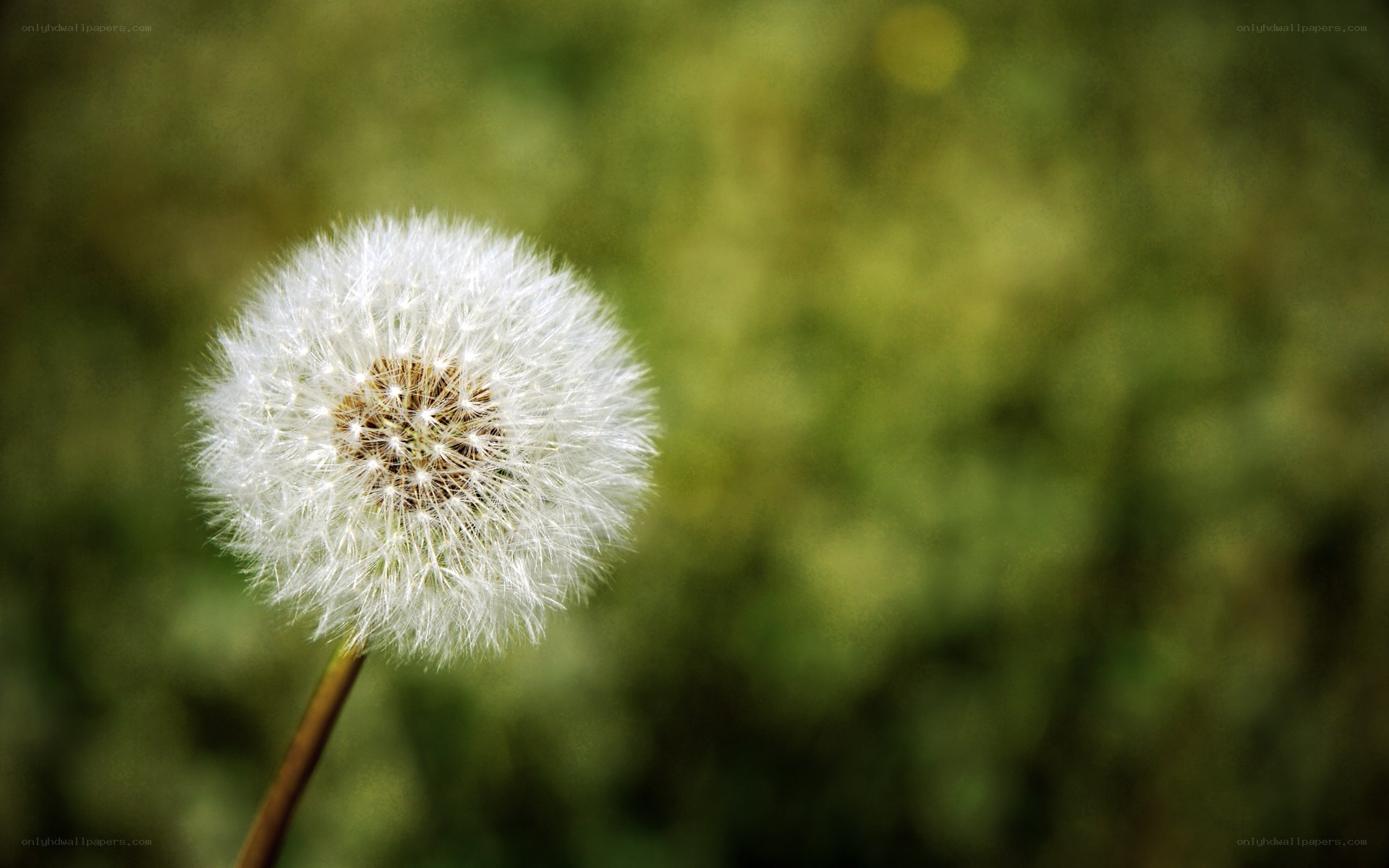 Dandelion seed head in sunlight