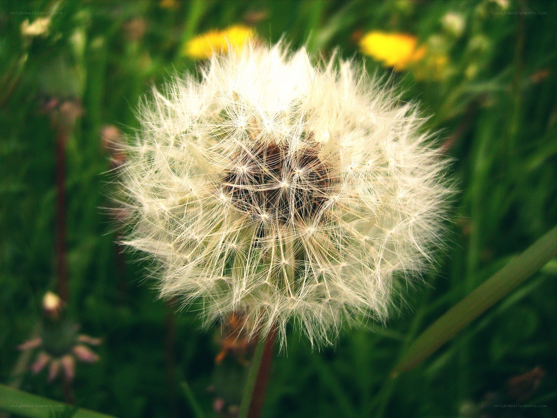 Dandelion seed head in sunlight