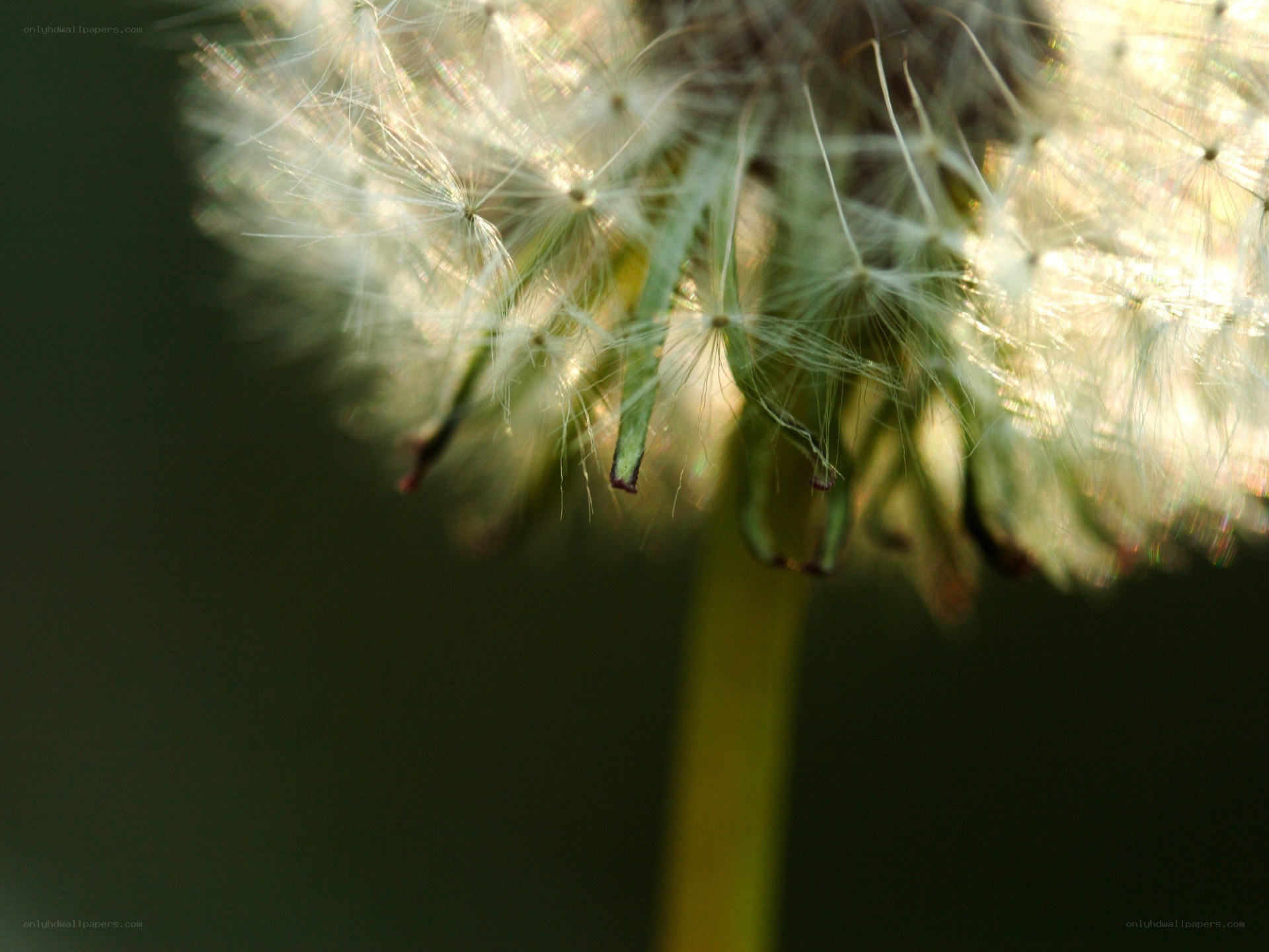 Dandelion seed head in sunlight