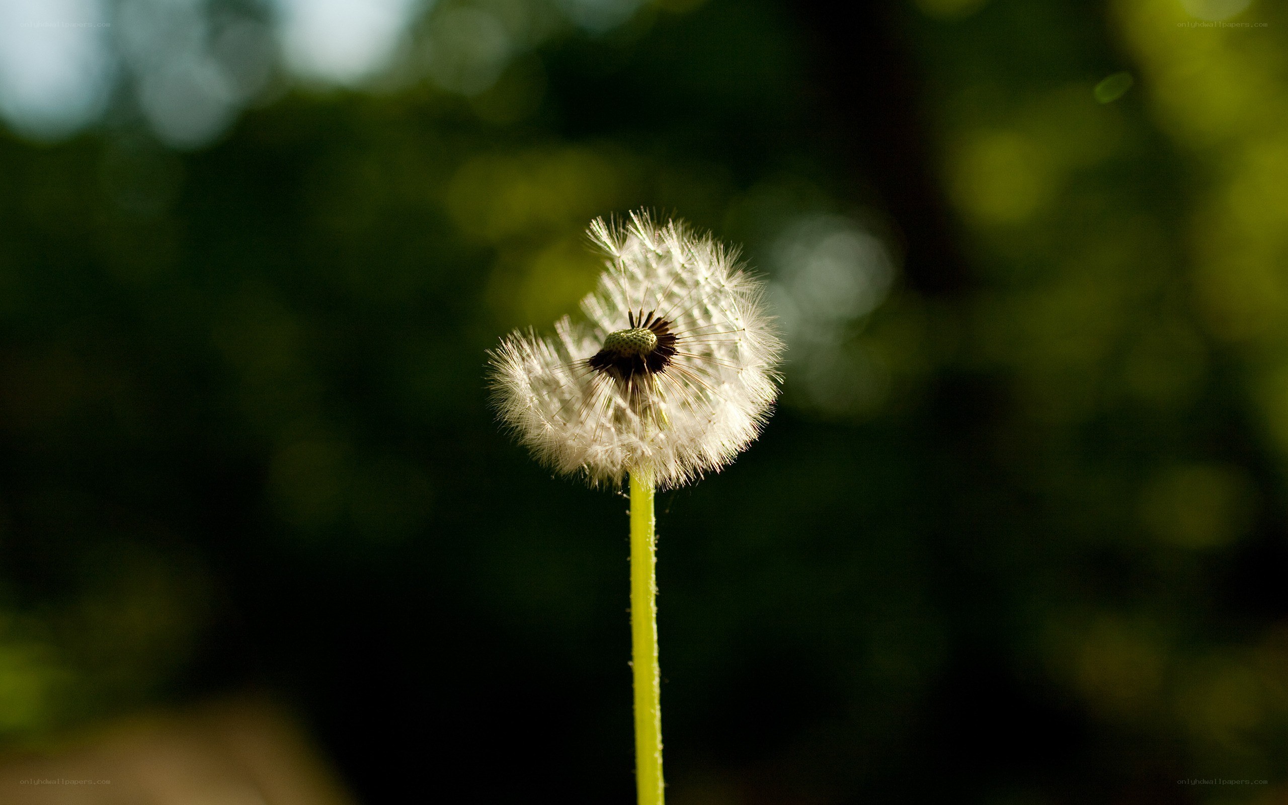 Dandelion seed head in sunlight