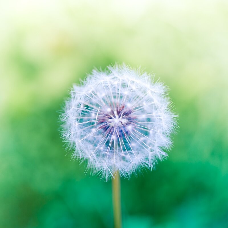 Dandelion seed head in sunlight