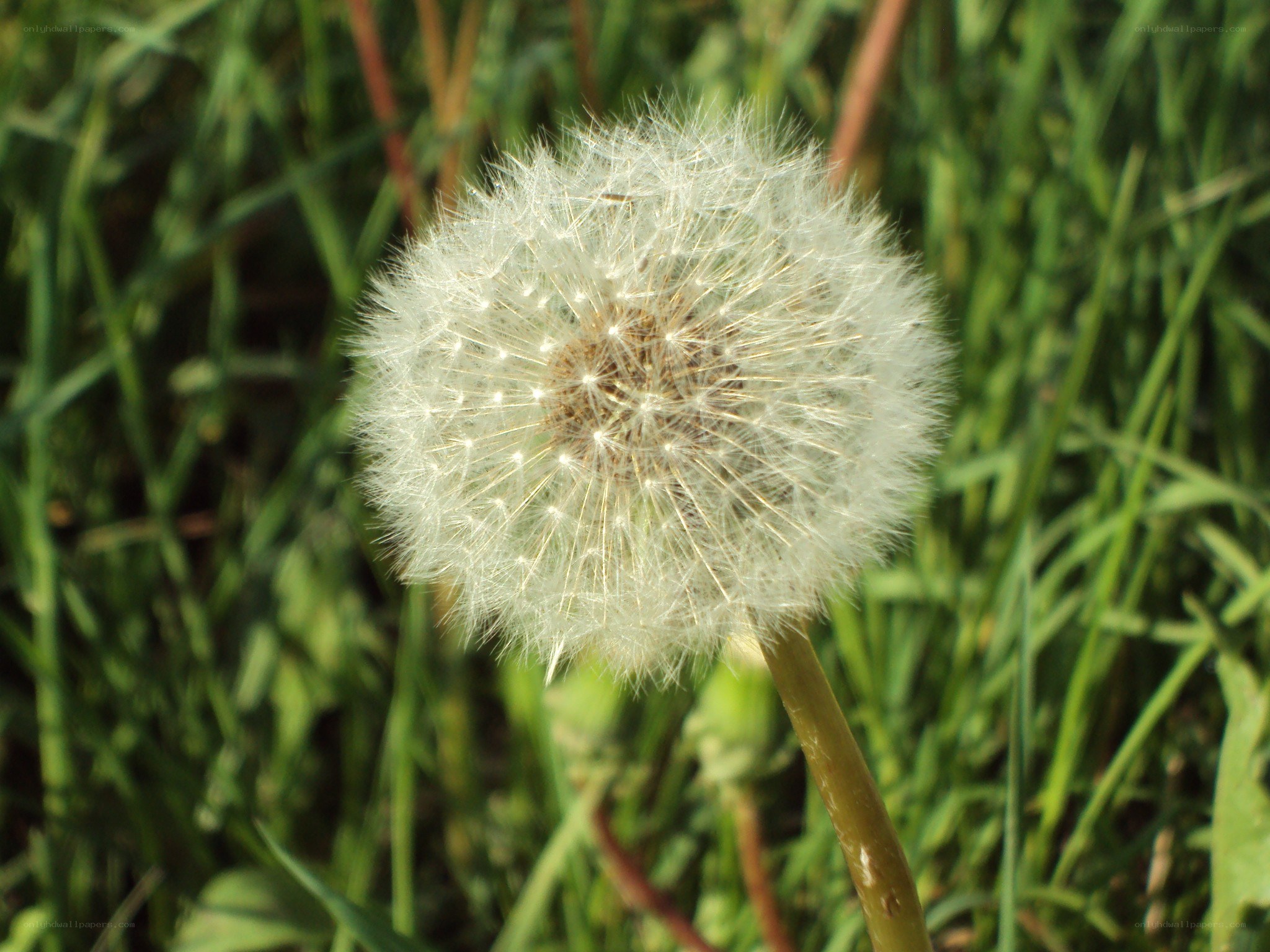 Dandelion seed head in sunlight