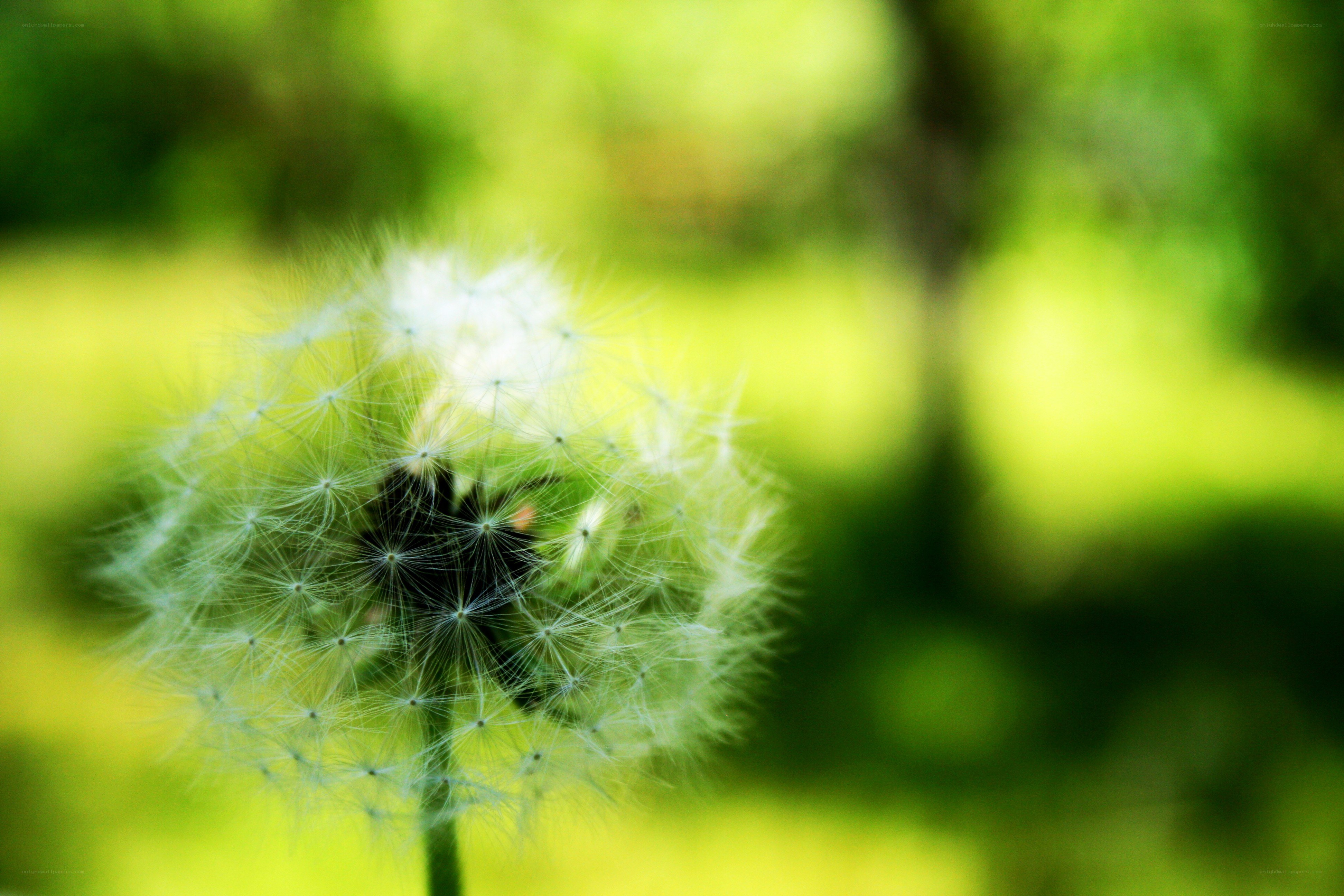 Dandelion seed head in sunlight
